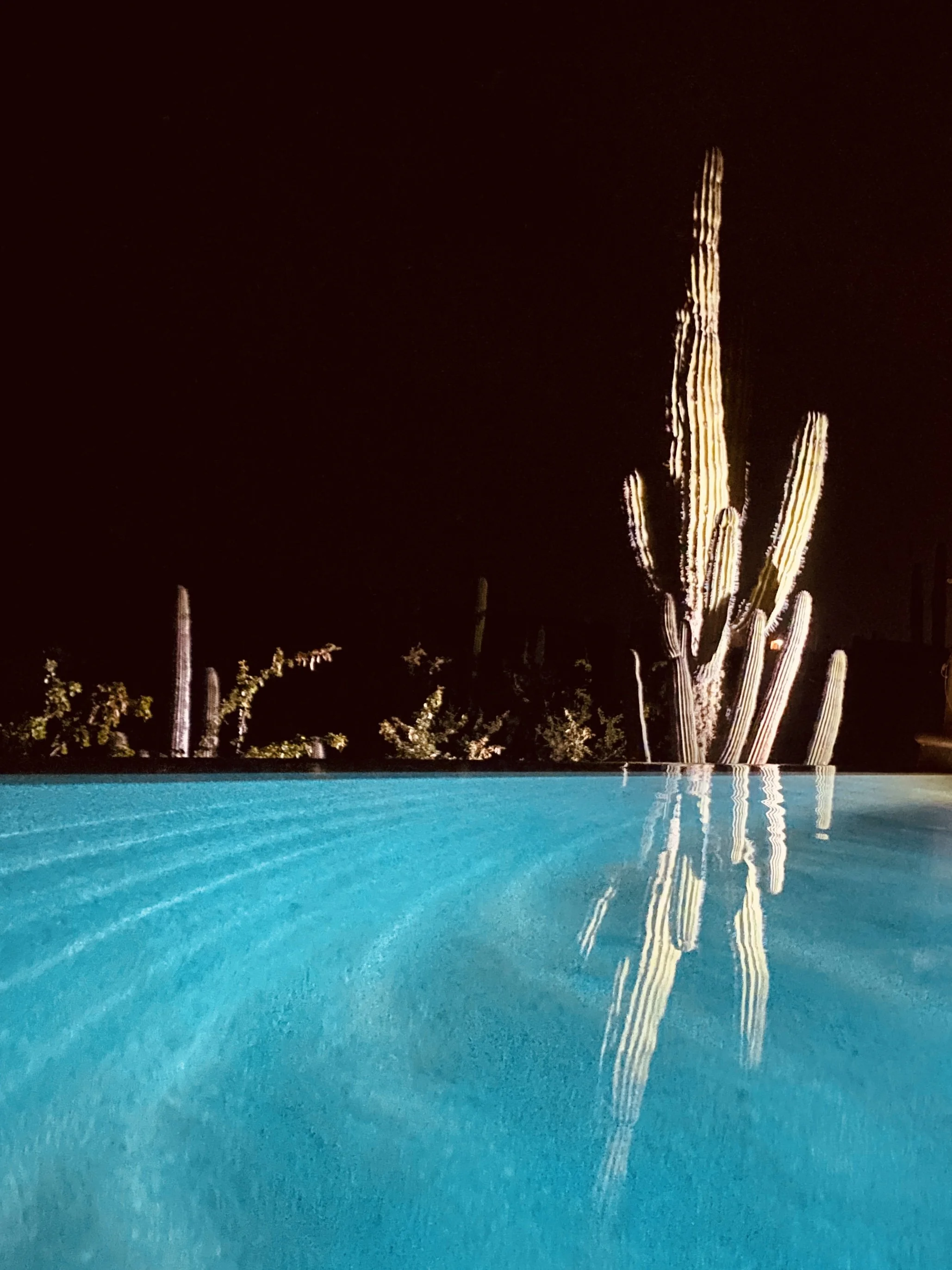 mex night cactus 2 OG.JPG
