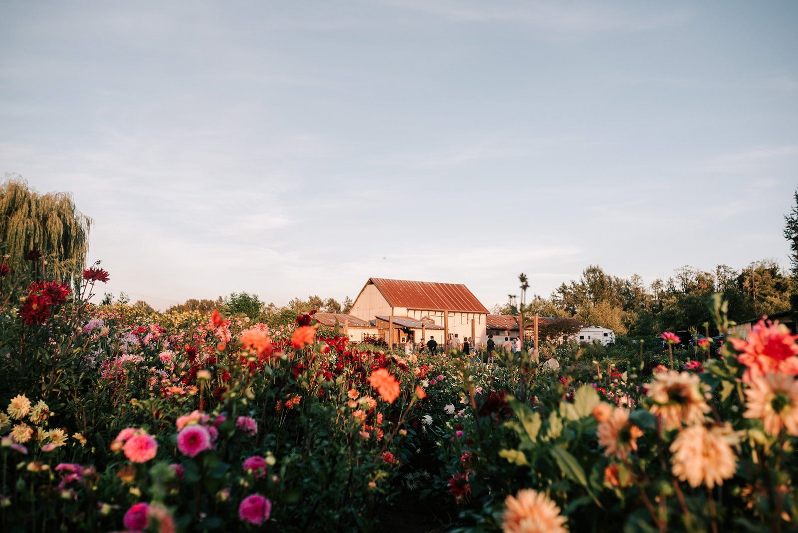 Barn from Dahlias promo-3.JPG