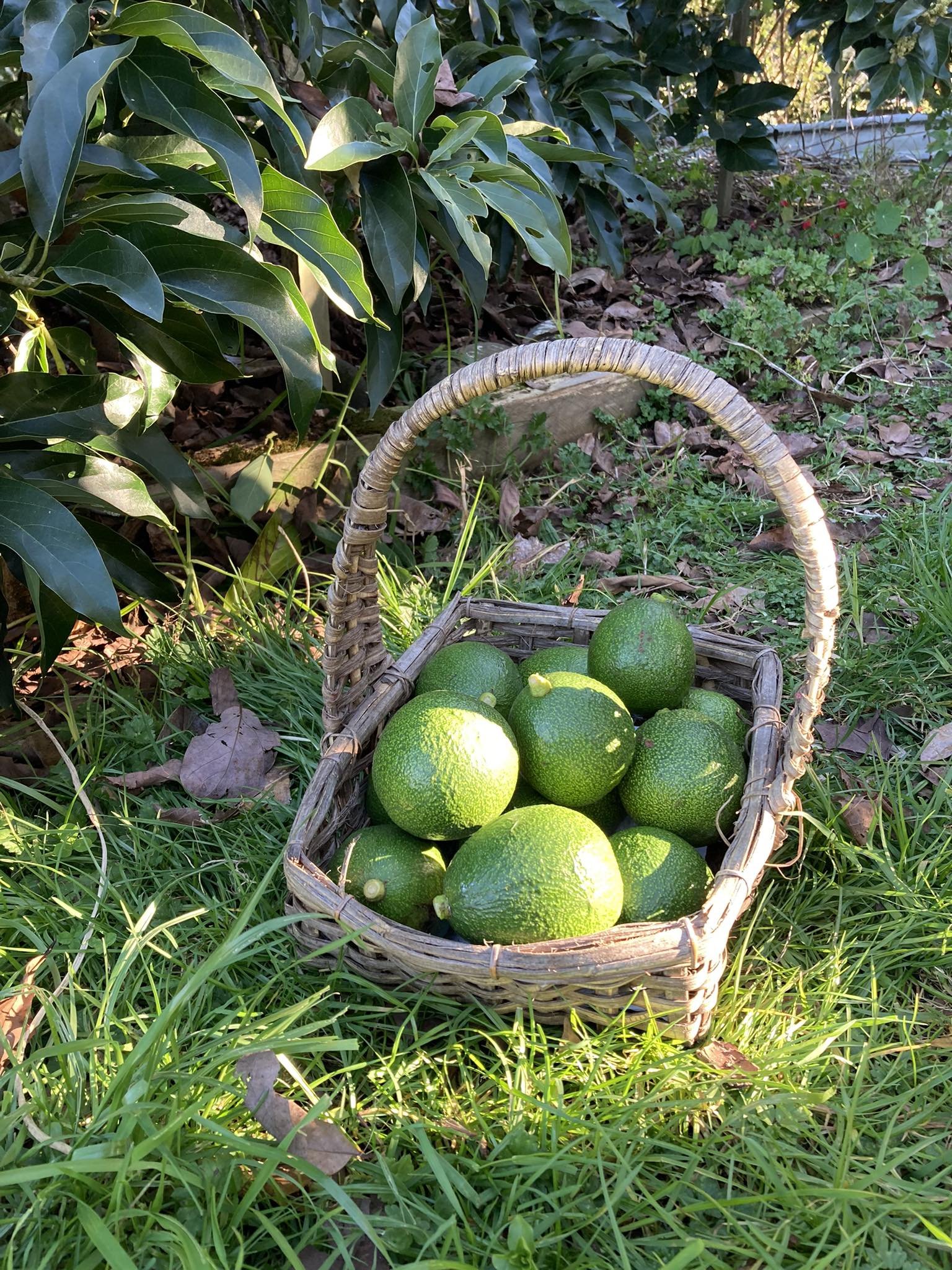 reed-avocados.jpg