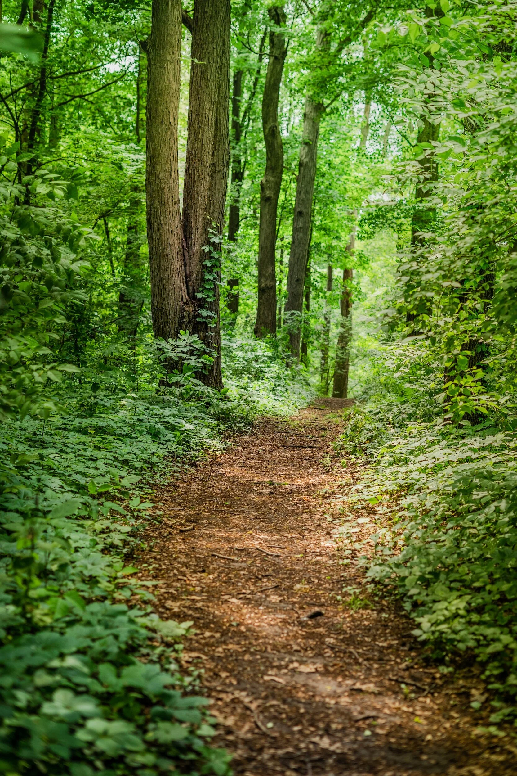 Sunny wooded path suggesting a way forward through psychotherapy and coaching