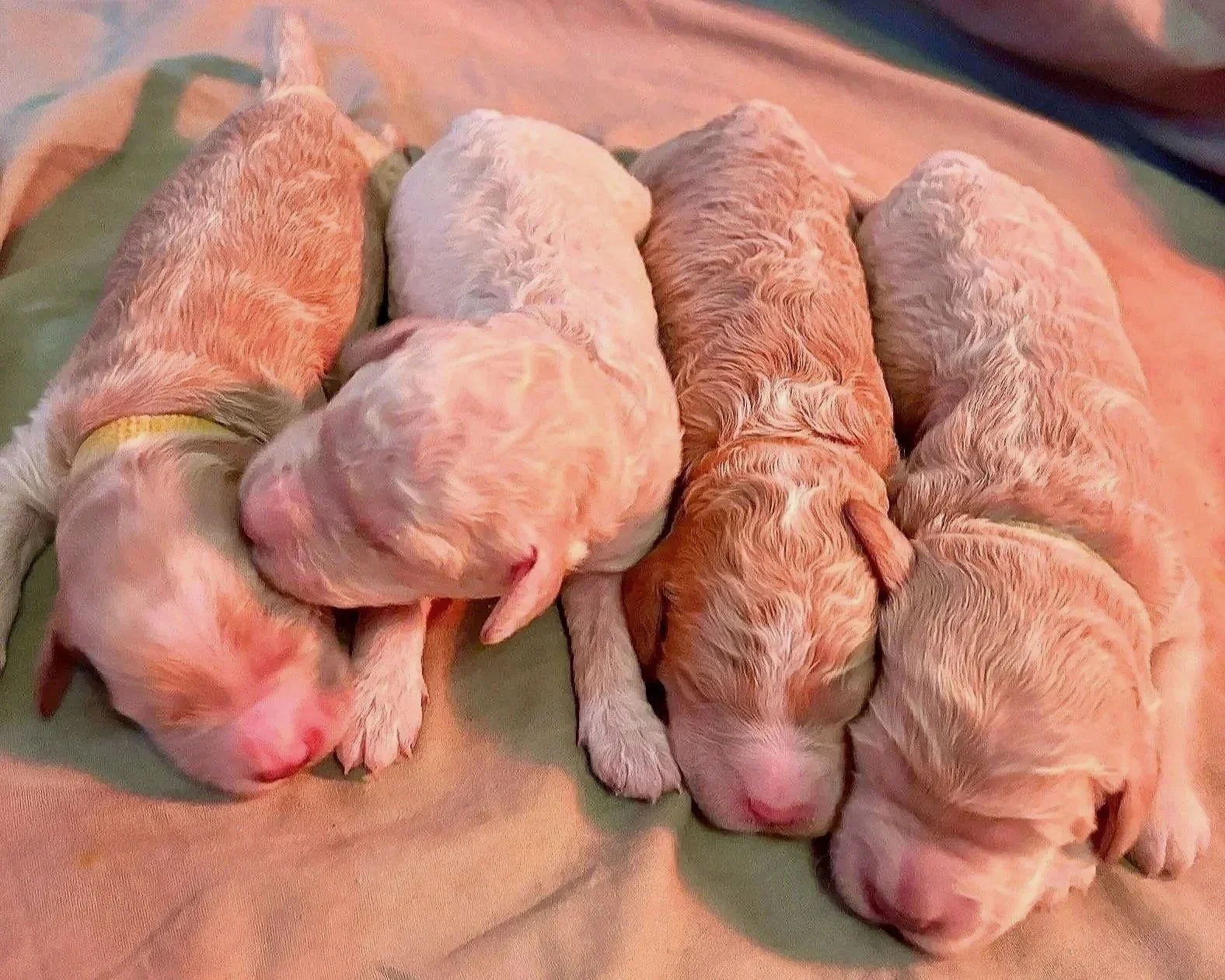 Five newborn mini goldendoodle puppies lying on a soft surface, all with closed eyes, some with pink skin and some with light fur, nestled closely together.