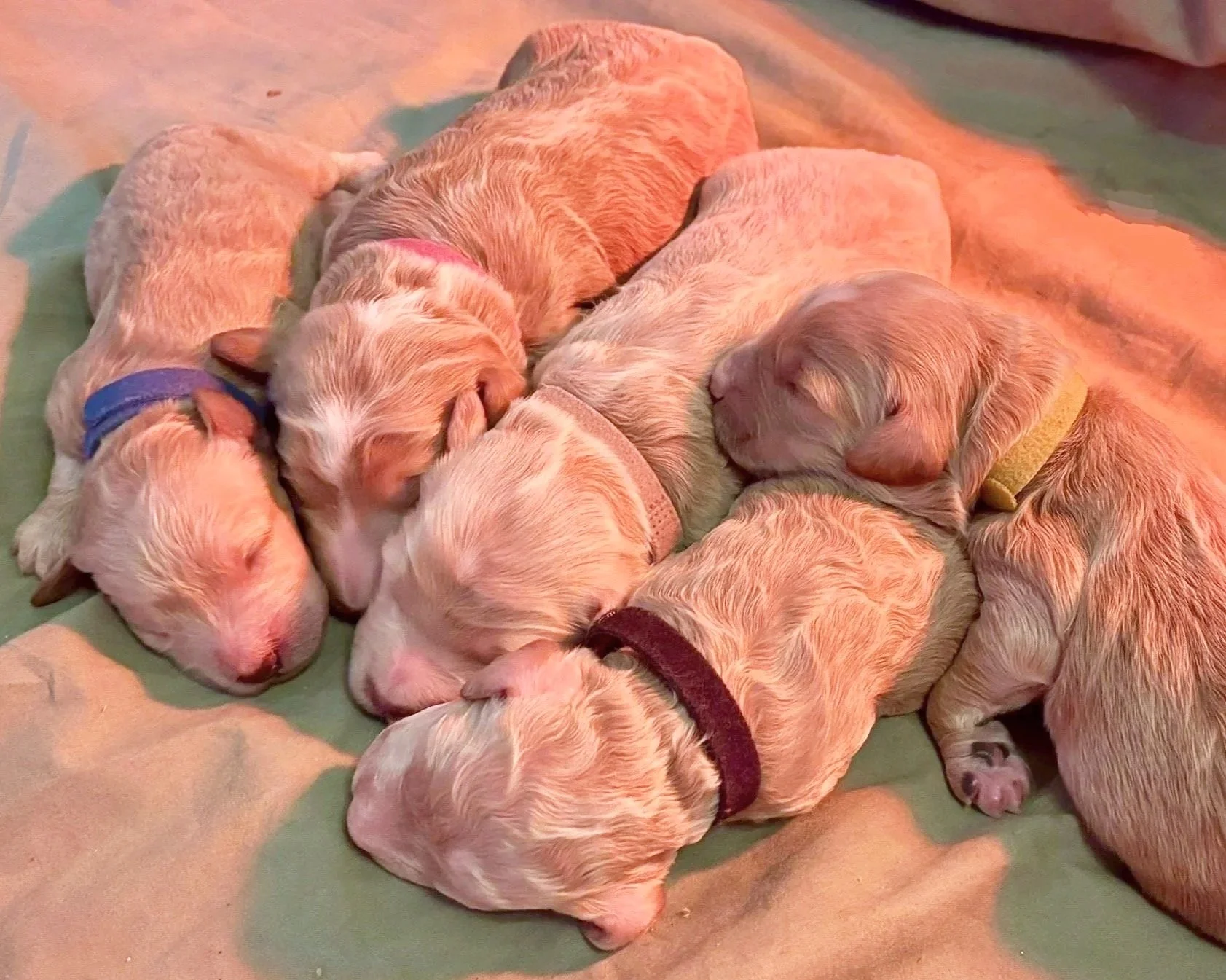 A group of newborn mini goldendoodle puppies, light-colored with some wearing colored collars, are sleeping and cuddling together on a blanket.
