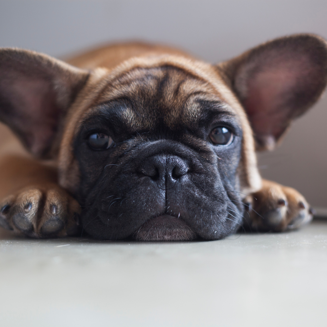 Paws, Pastries, and Patios: National Dog Day at Hewn