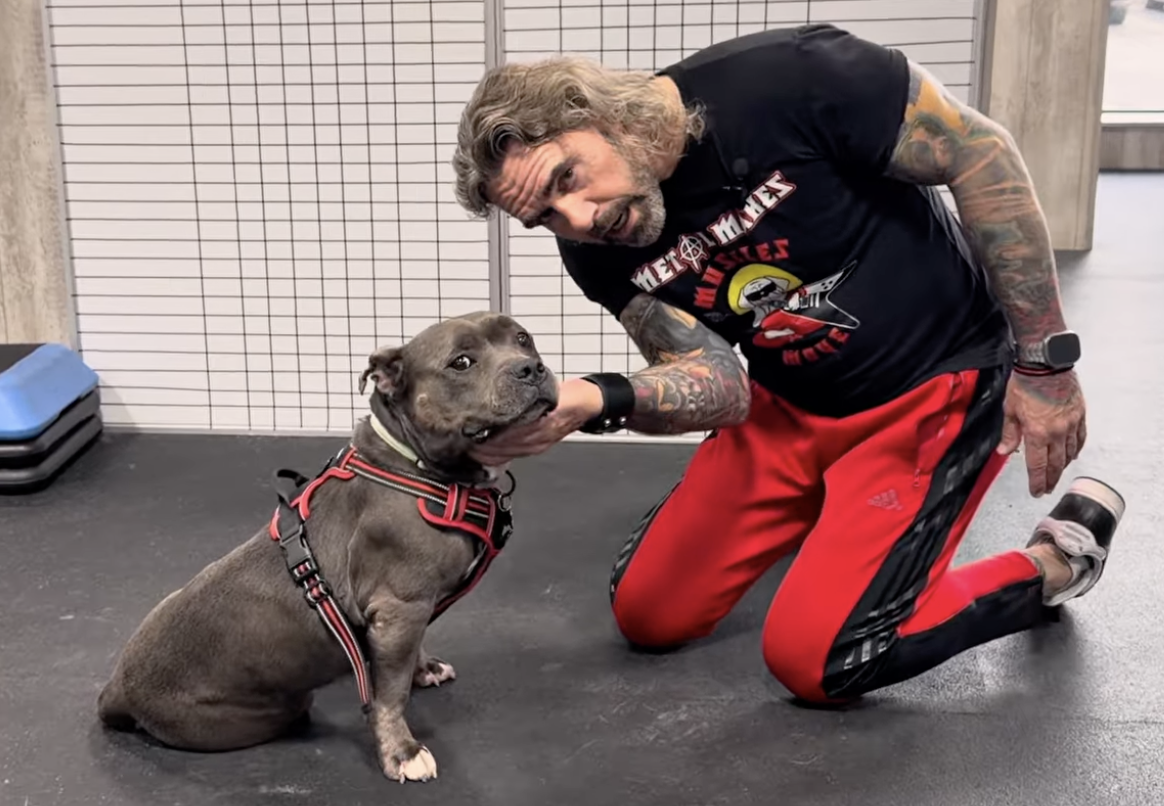 Arfit Dog Rehab & Fitness