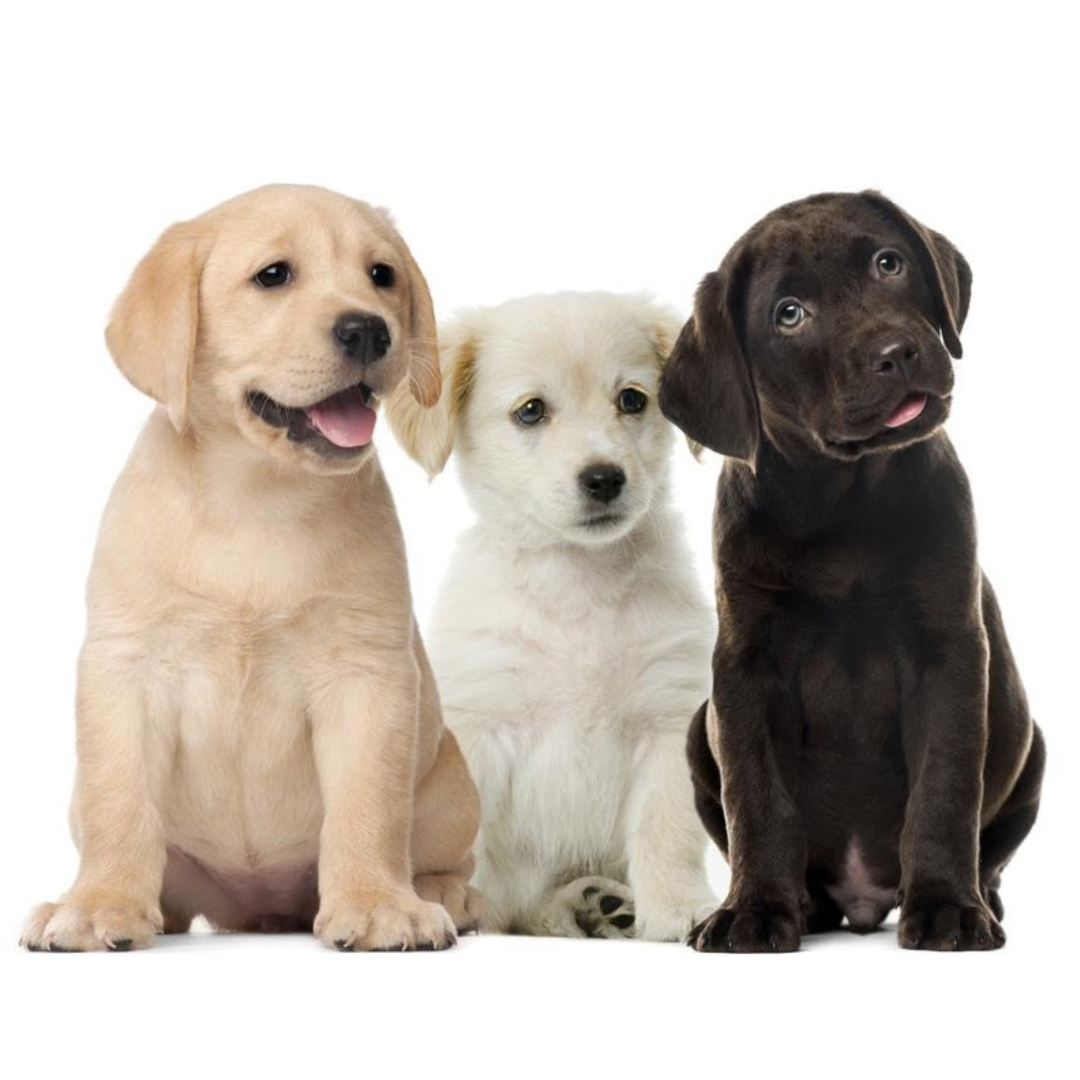 Squarespace Social Image(4).png
