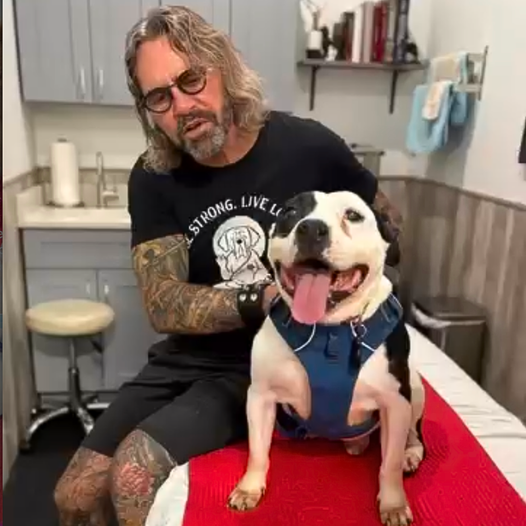 Arfit Dog Rehab & Fitness