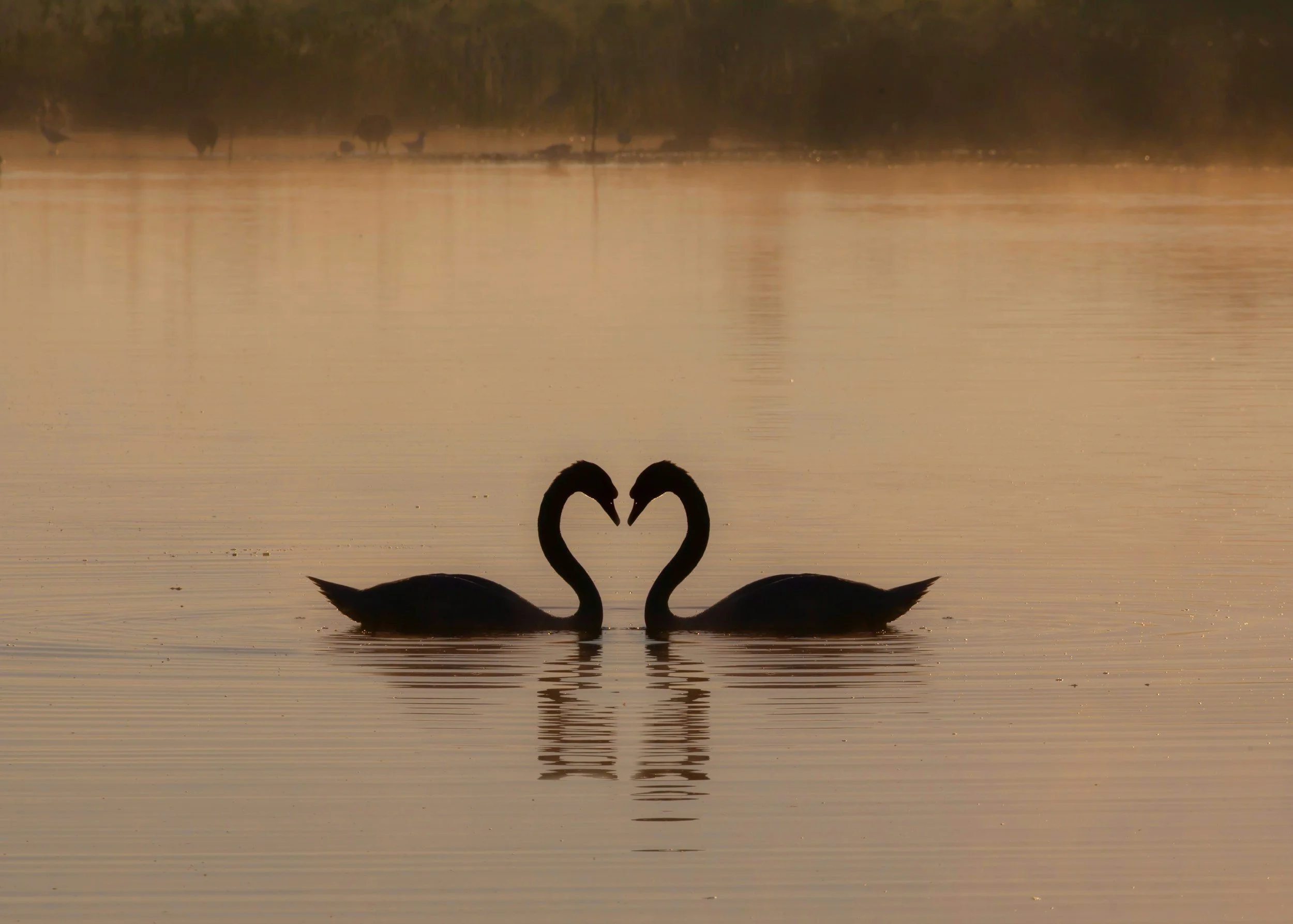 SWAN