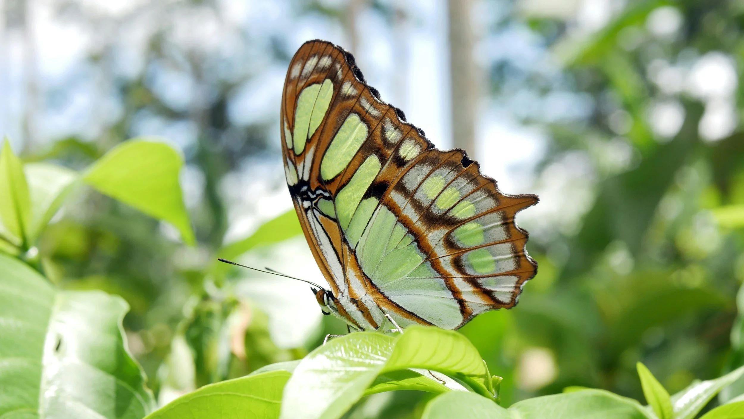 BUTTERFLIES