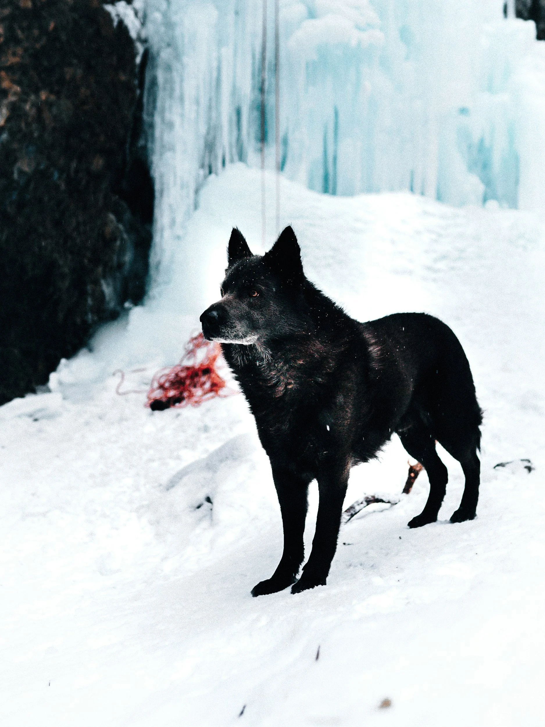 WOLVES