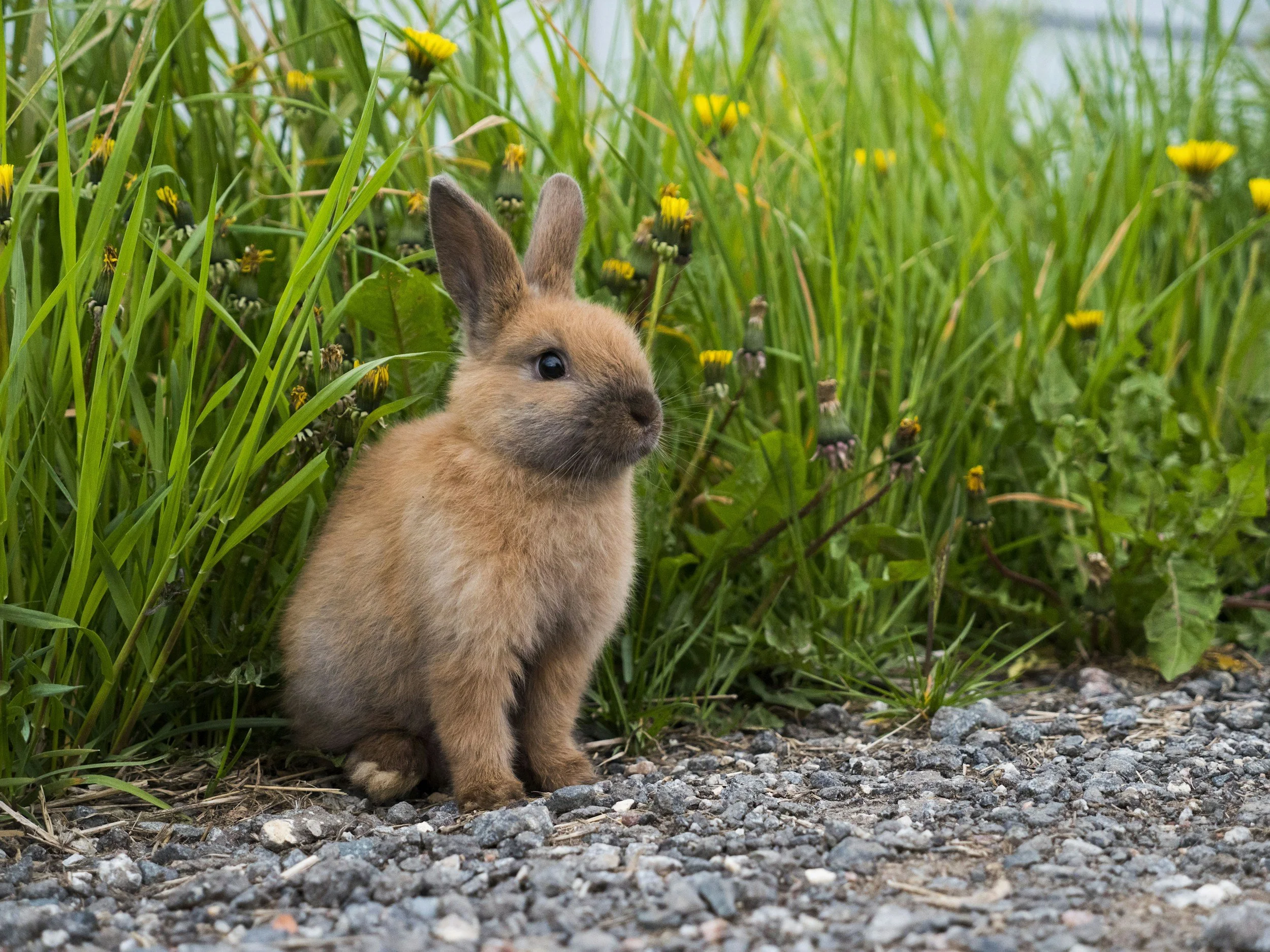 THE RABBIT
