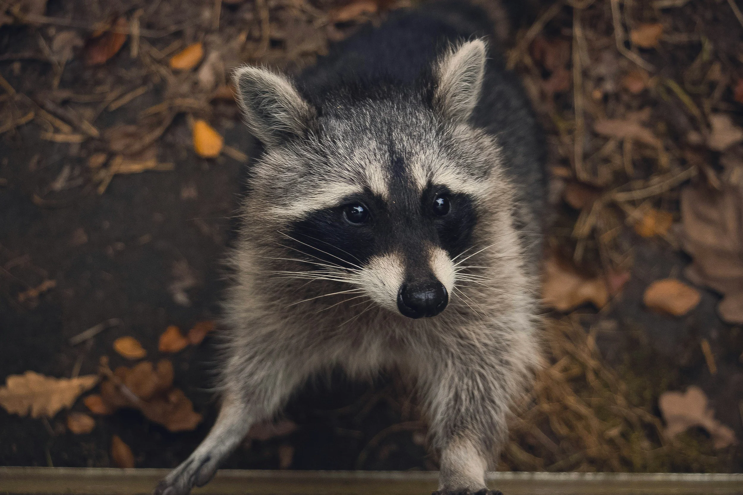 RACOONS