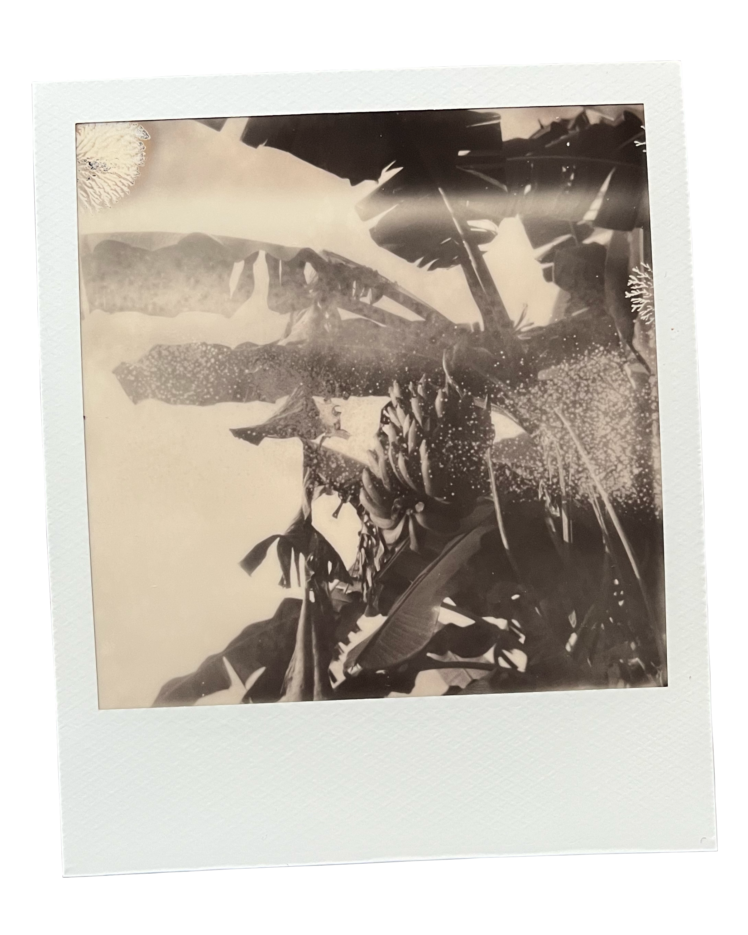 a black and white polaroid shows a rack of bananas. Typical polaroid problems obscure the the plant and leaves surrounding the fruit.