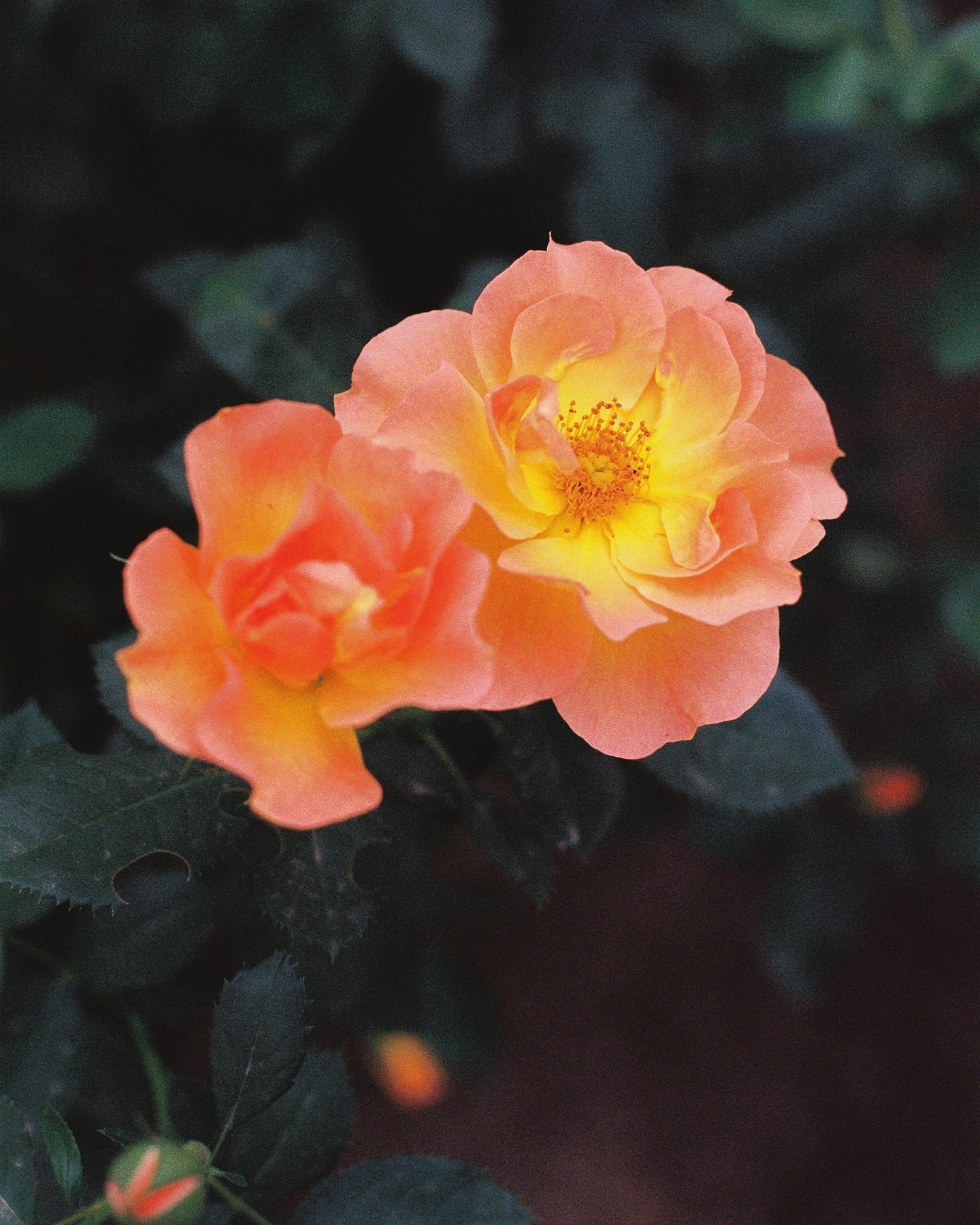 &ldquo;Don&rsquo;t ever be surprised 
To see a rose shoulder up
Among the ruins of the house:
This is how we survived.&rdquo;

@mosab_abutoha 
@mosababutohapoet 

My grandfather&rsquo;s roses photographed in September, when I was back in Nebraska for