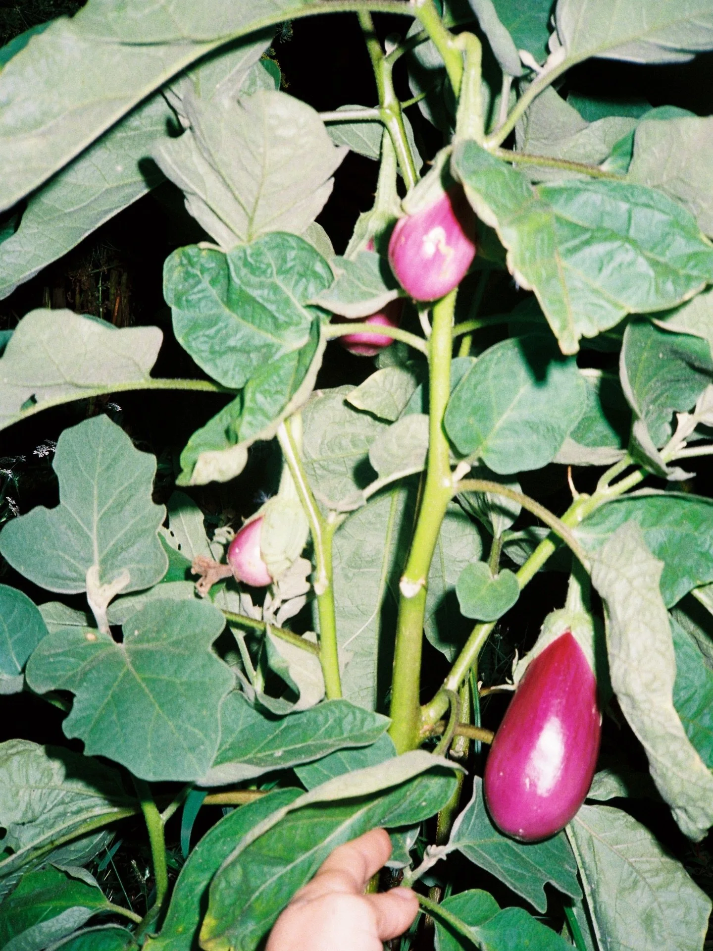 berenjena, 2026

#fincabuenocompartir #filmzke #berenjena #filmisnotdead #himatic