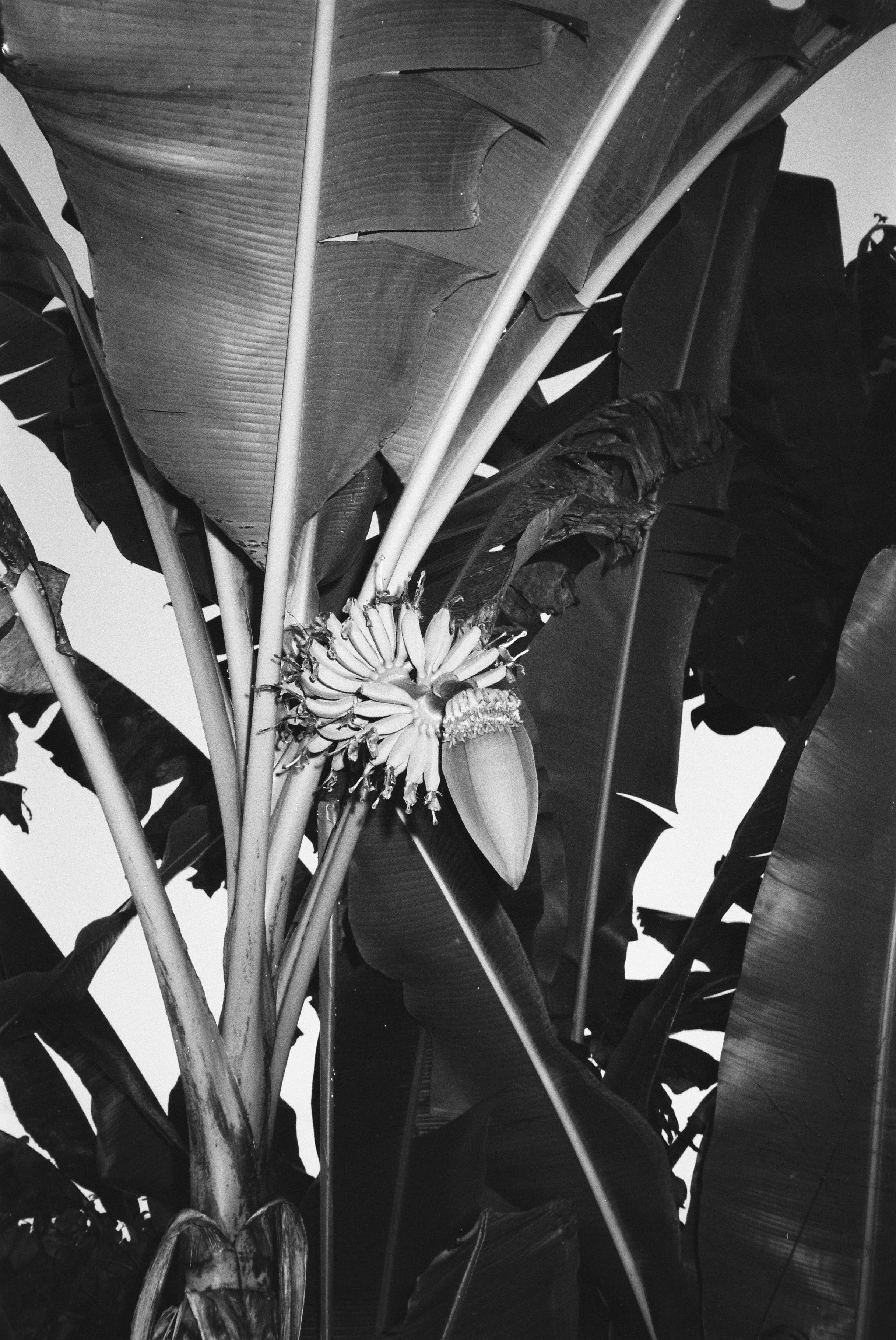 In this black and white 35mm image the rack of bananas is still developing and thus still retains its flower. When the fruit has developed slightly more the flower will most likely be removed.