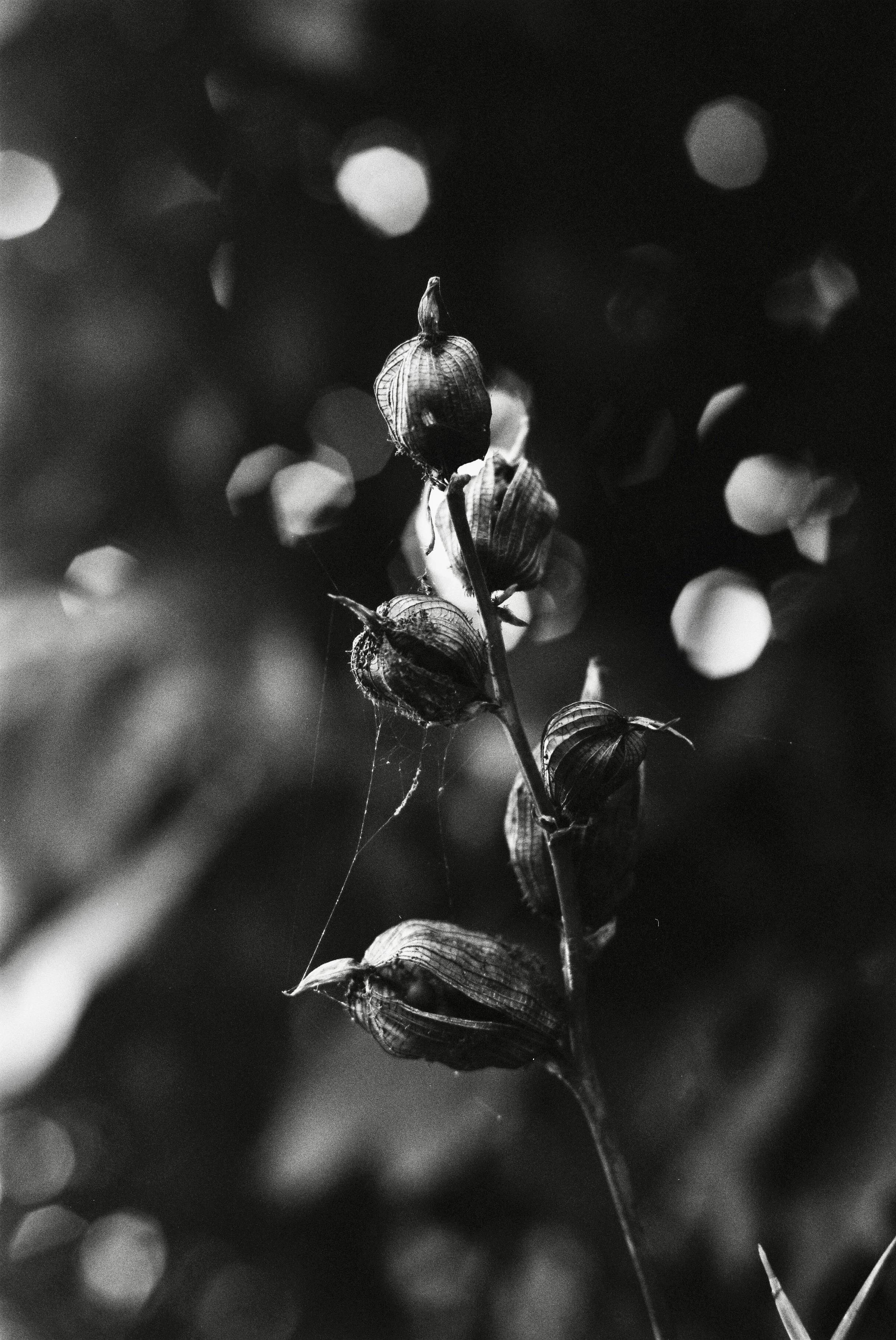 Maraca plant photographed in black and white 35mm film. Shallow depth of field creates white circles of light behind the pods and seeds in the foreground.