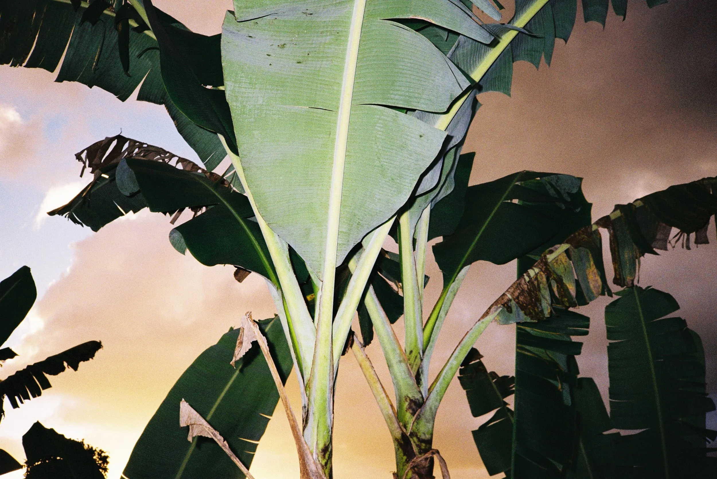Bananas are plants, not trees although they grow as large as trees. This plant has been photographed with a flash to accentuate the color and texture of the leaves.