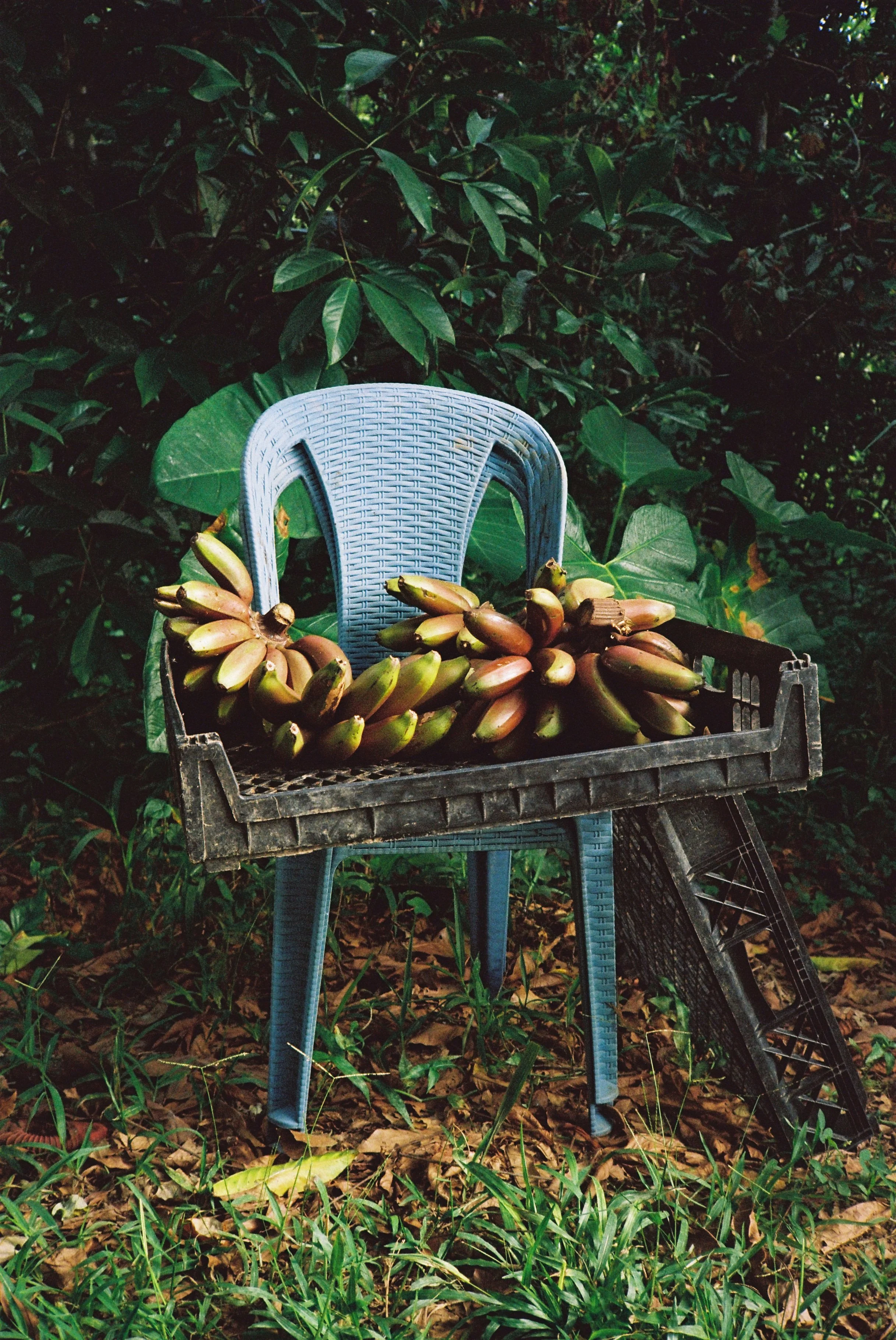 black plastic harvesting tray holding red banana fruit sits on a blue plastic chair, in front of green root vegetables.