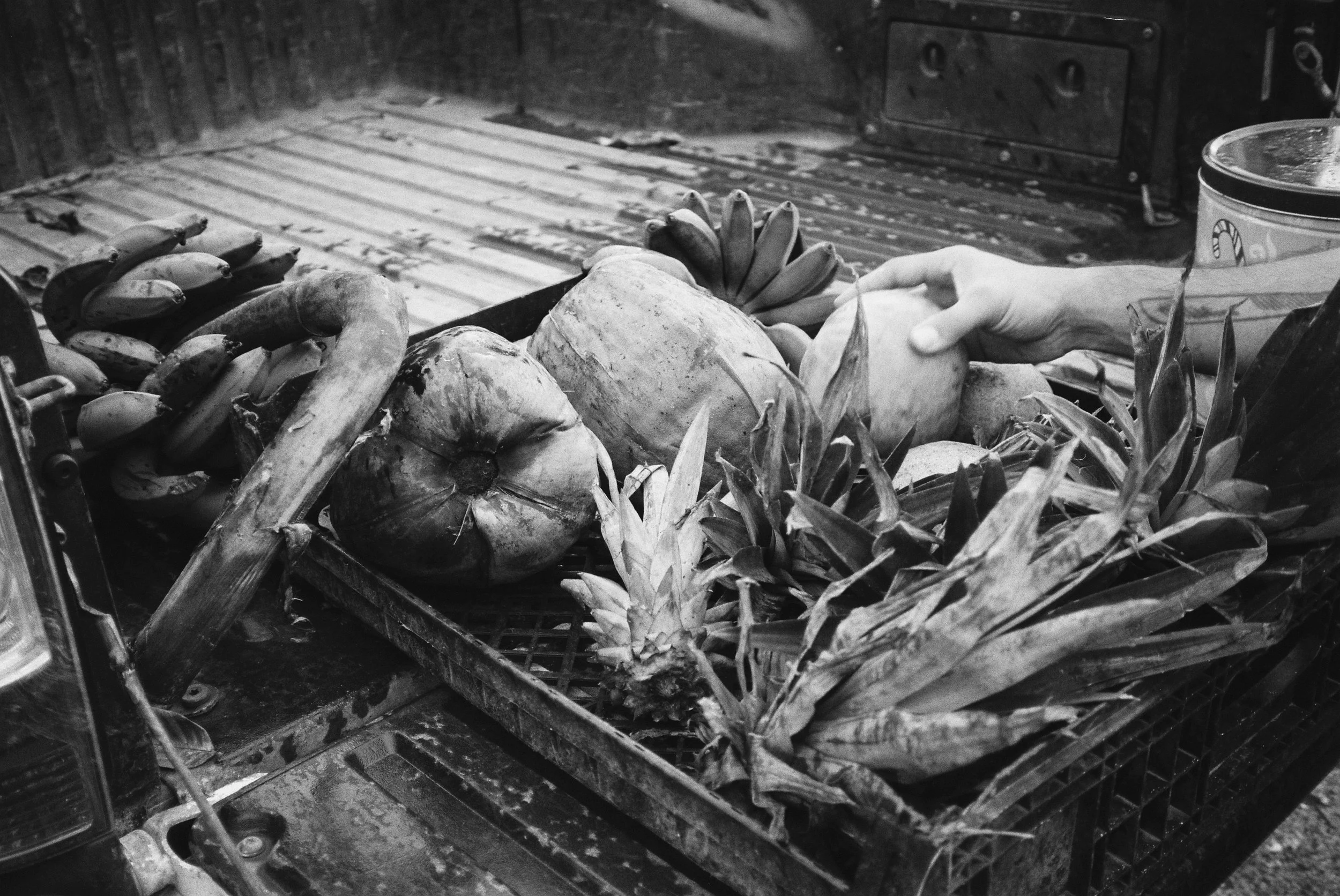At the end of last year we started giving away extra produce and seed at the corner bar on weekends. This black and white 35mm image shows the bed of our track, with a plastic harvesting tray holding coconut and pineapple seeds.
