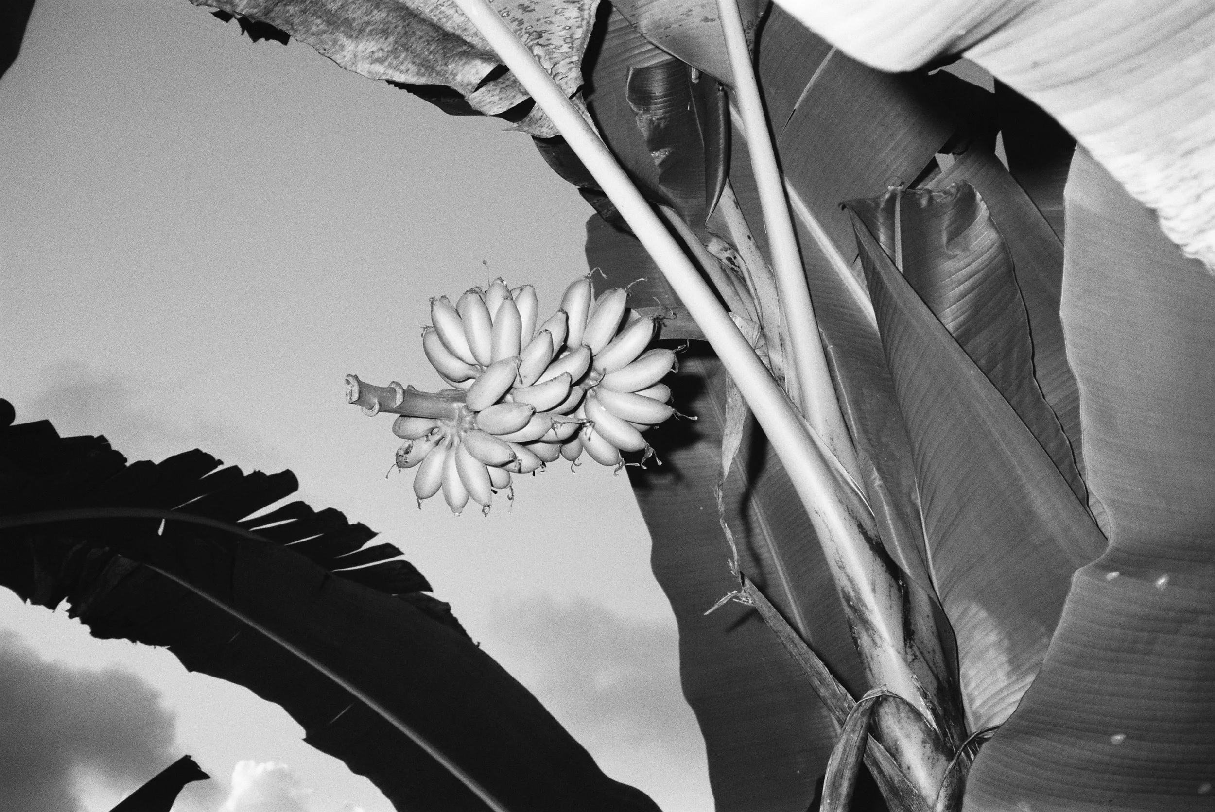 In this black and white 35mm image, the flower on the end of this rack of bananas has been removed. This encourages the plant to focus on the development of the fruit.