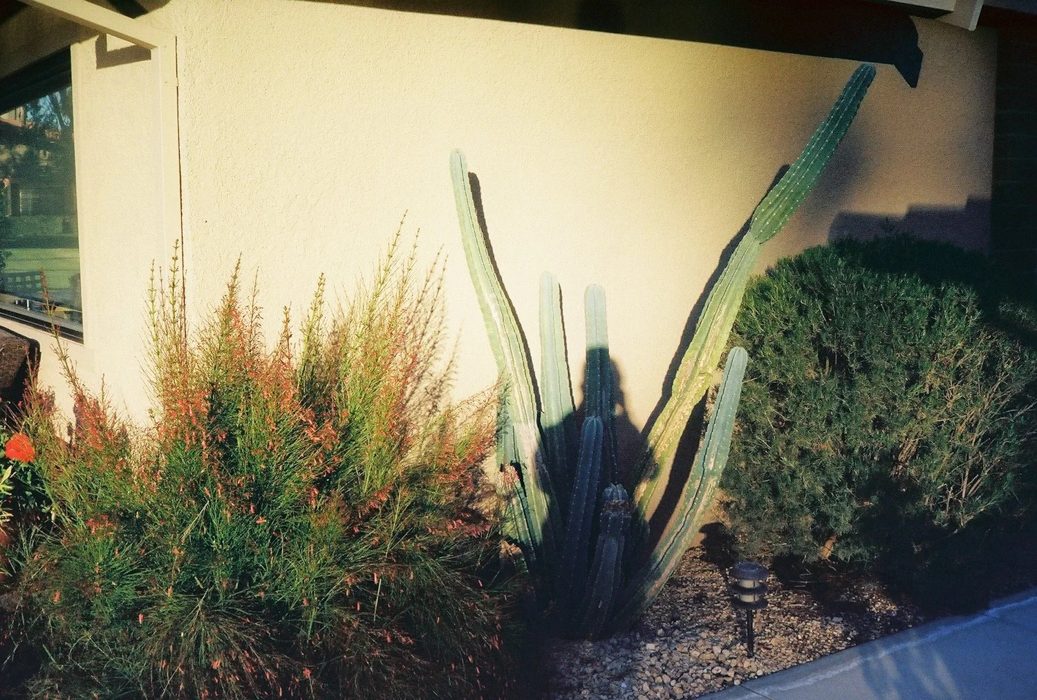 Shadow self portrait outside Nana’s house in California. My shadow falls on a cactus in the landscaping.