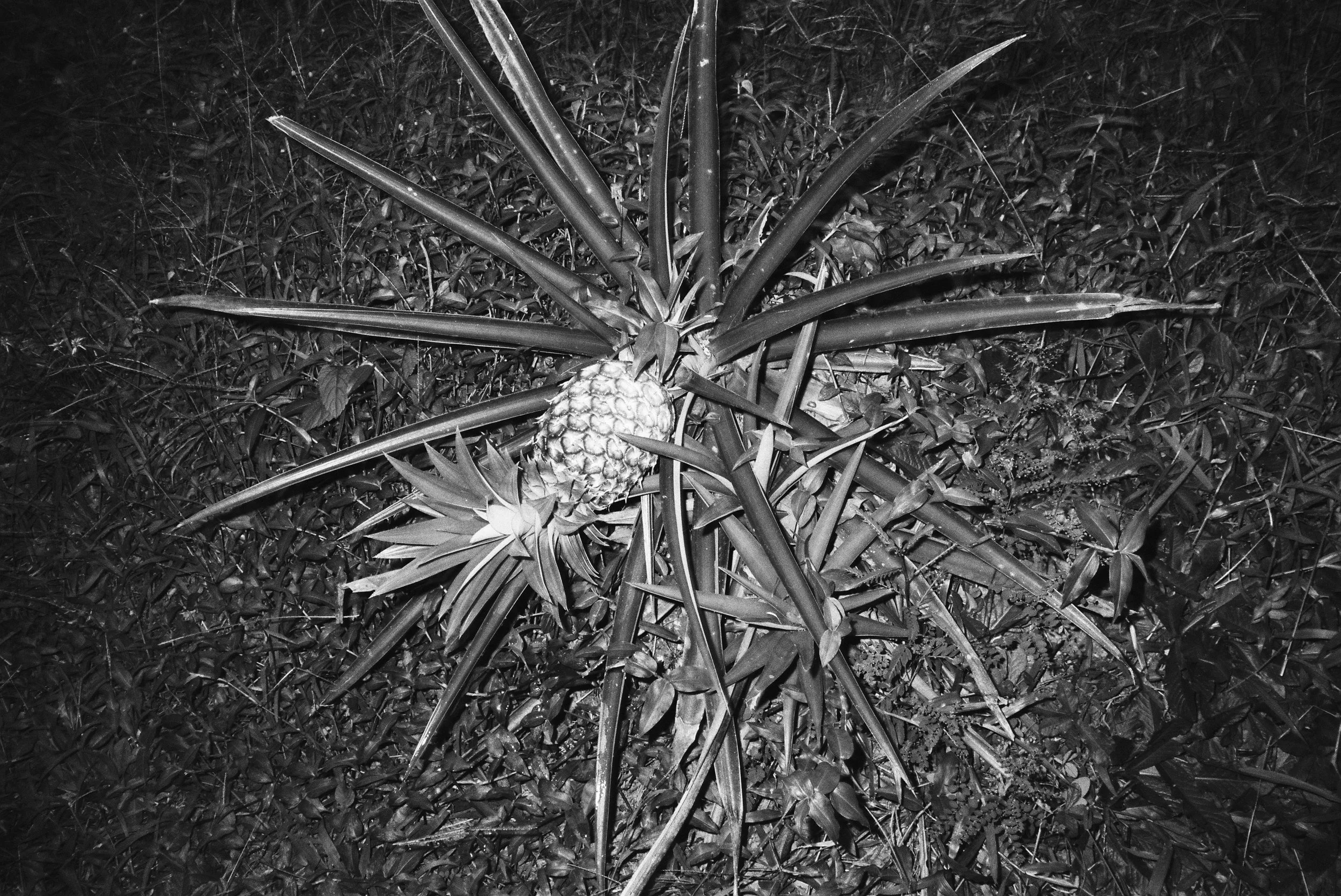 a pineapple plant with fruit that is about ready to harvest. The plant is growing on a slight hill, and is starting to become to heavy to stand upright.
