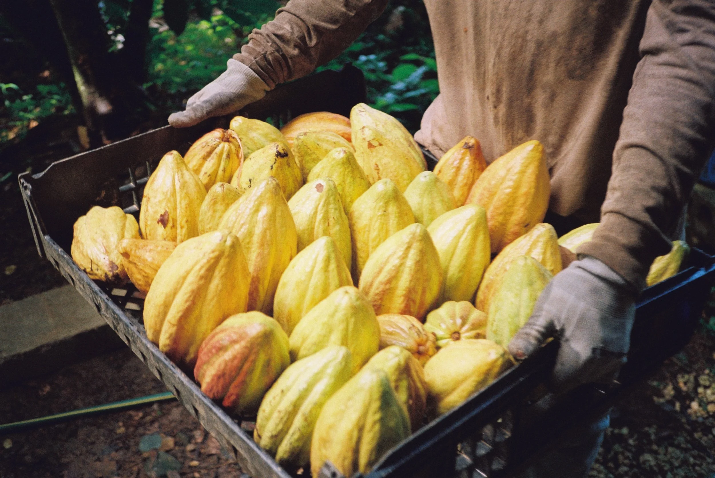 A black plastic harvesting tray holds pale yellow cacao pods from one of our 80+ year old cacao trees.