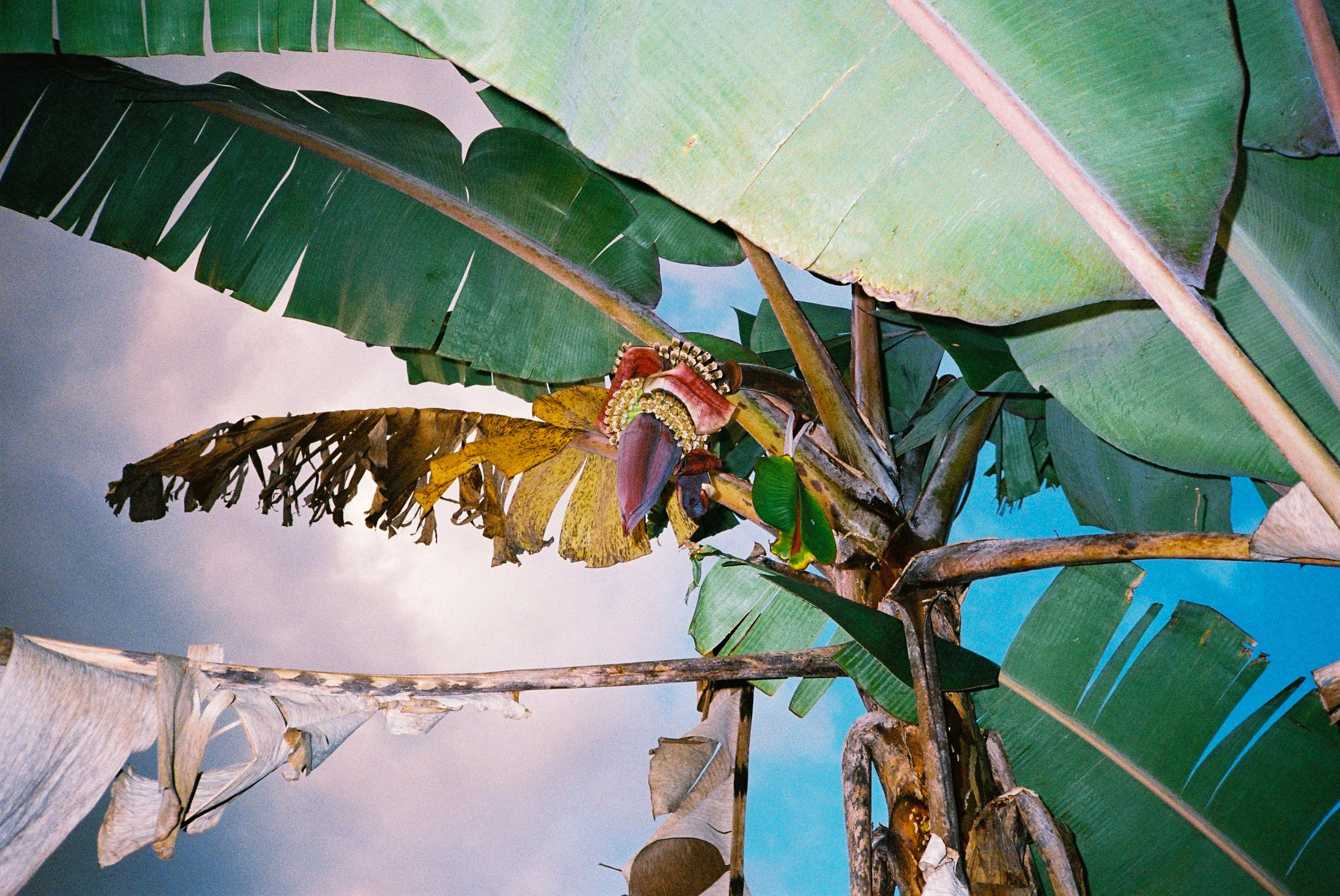 Banana plant with fruit before development. The flower will produce fruit once the smaller flowers within the larger purple flower are pollinated. Blue sky and clouds peak through the green leaves of the plant illuminated by the flash.