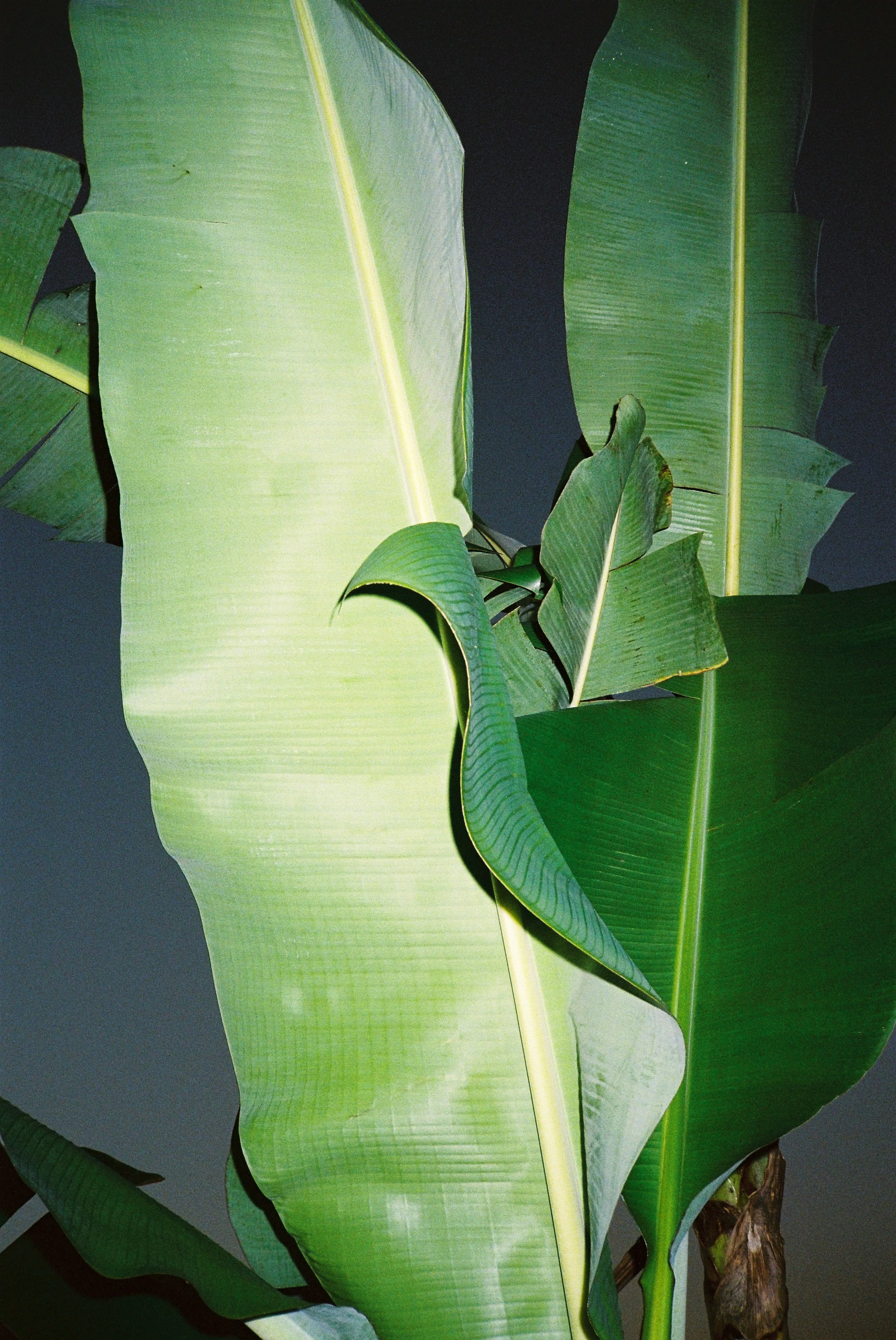 illuminated by a flash, green banana leaves standout from a dark blue background.