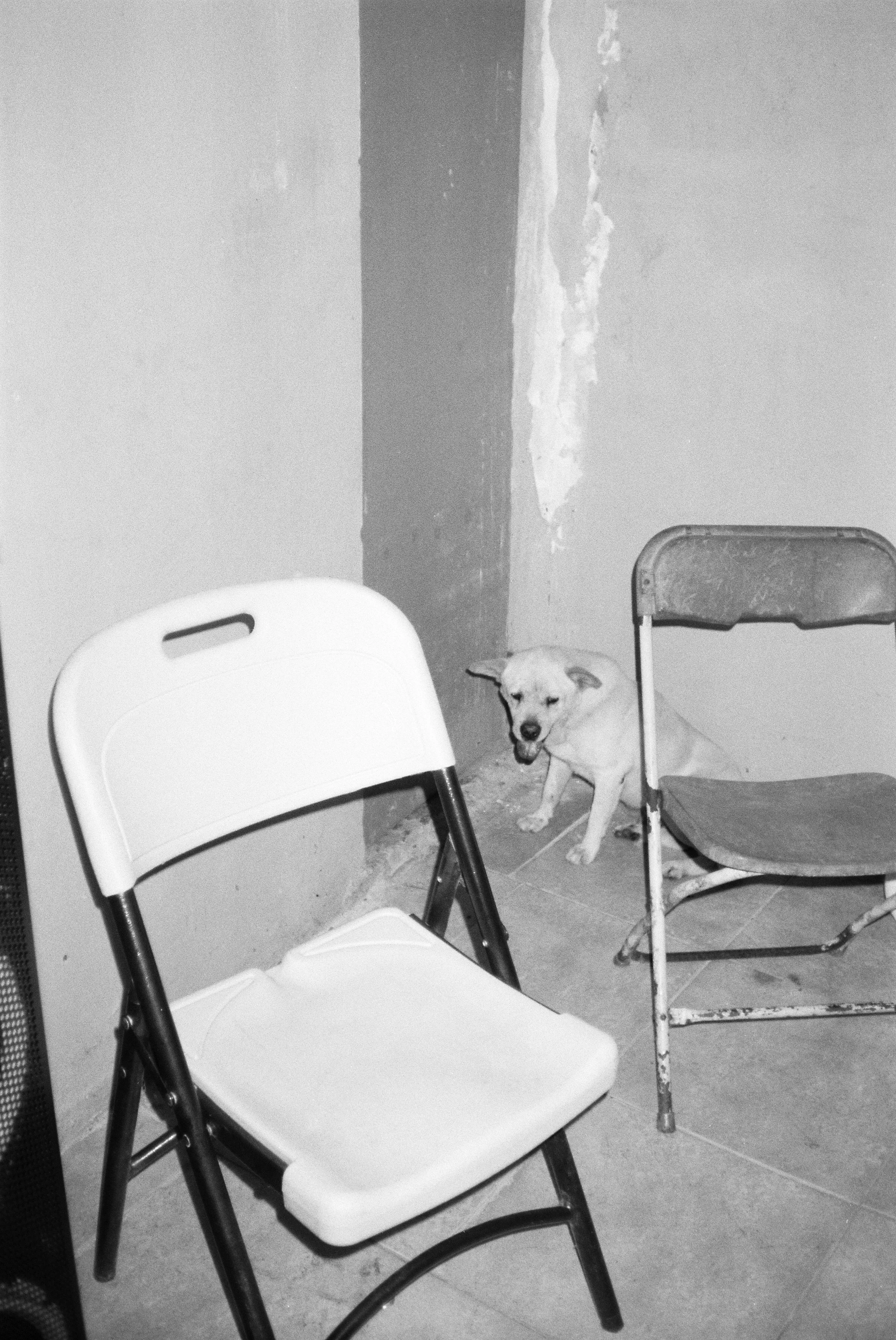 someone’s dog takes cover from the fireworks in the corner of the bar. As far away from the door as it can be. It is illuminated by flash in this black and white 35mm image, lit up as he sits behind two folding chairs.