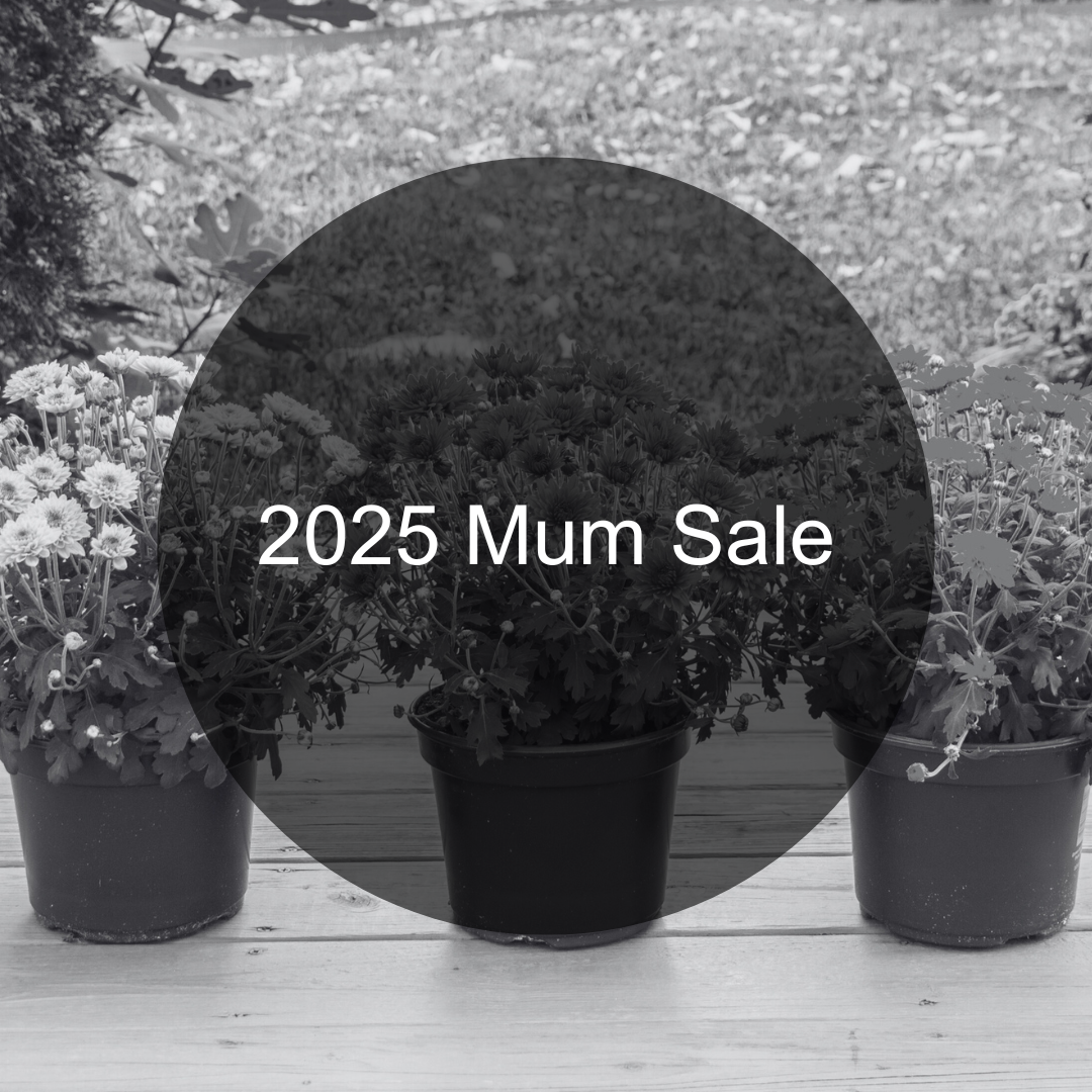 Riley’s Annual Fall Mum Sale!