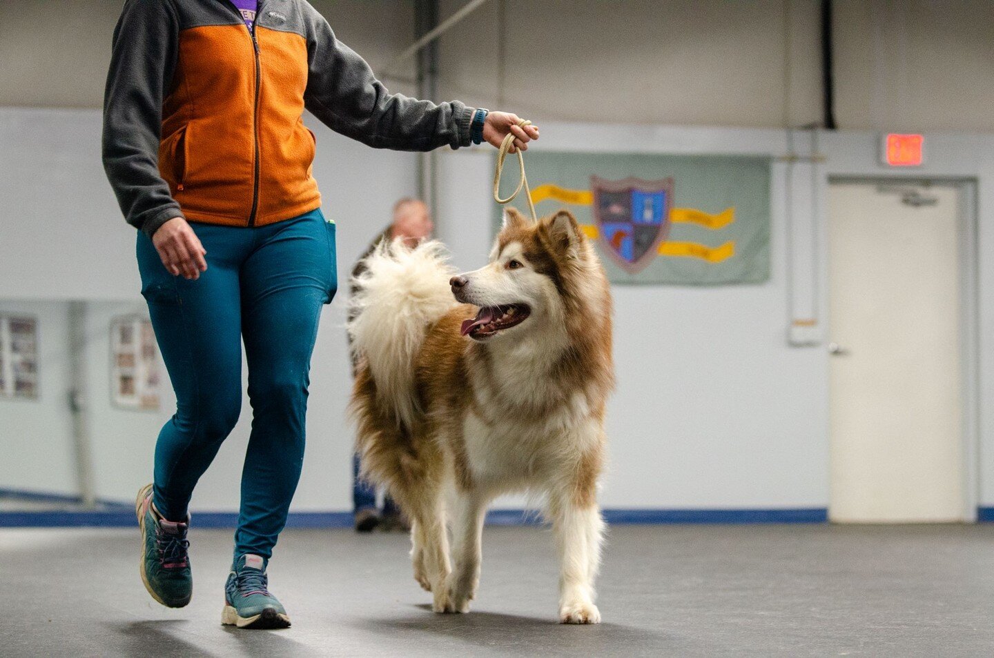 Conformation (dog shows) is not just a beauty contest as many think. The dogs are being judged against their breed standard, and this includes coat, expression, temperament and most importantly movement. In which how they are put together, or their c