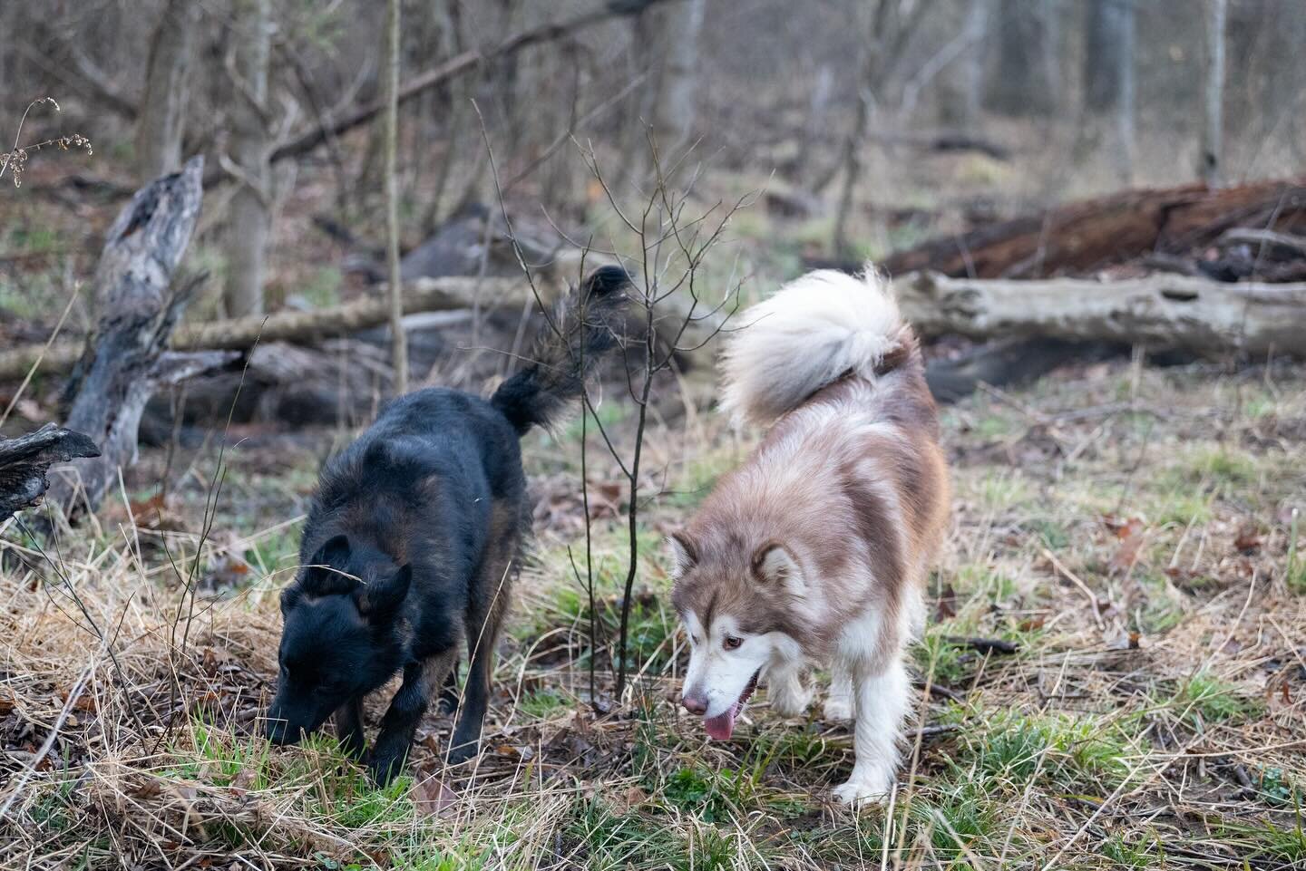 Just two besties playing in the woods. Arson and Reika 😁

#marvelousk9s #greywindmalamutes #malamutesofinstagram #redmalamute #malinois #belgianmalinois #bestfriends #inthewoods #cocanaltrail #marylandmalamutes #mazurstarkennel