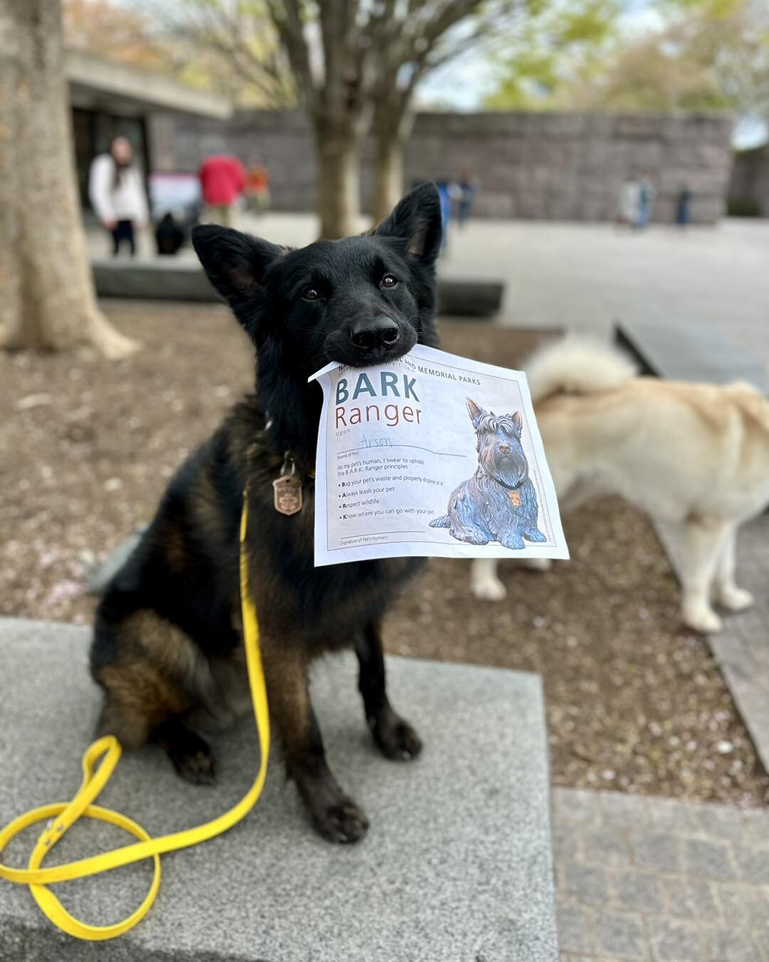 Arson worked very hard learning about FDR during his tour yesterday! And because he was such a good boy he got his official Bark Ranger Certificate and collar tag 😁 
This is a program offered at every national park around the US. Some are all year r