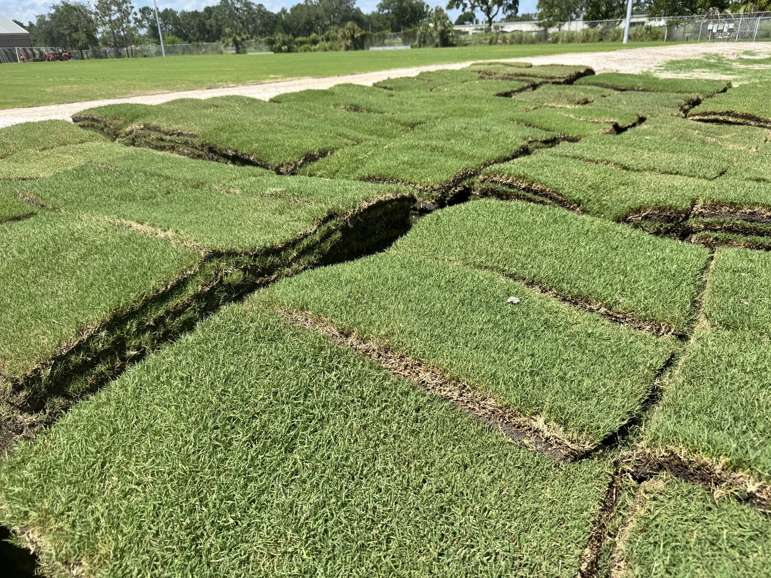 Longwood Florida Farm Fresh Grass