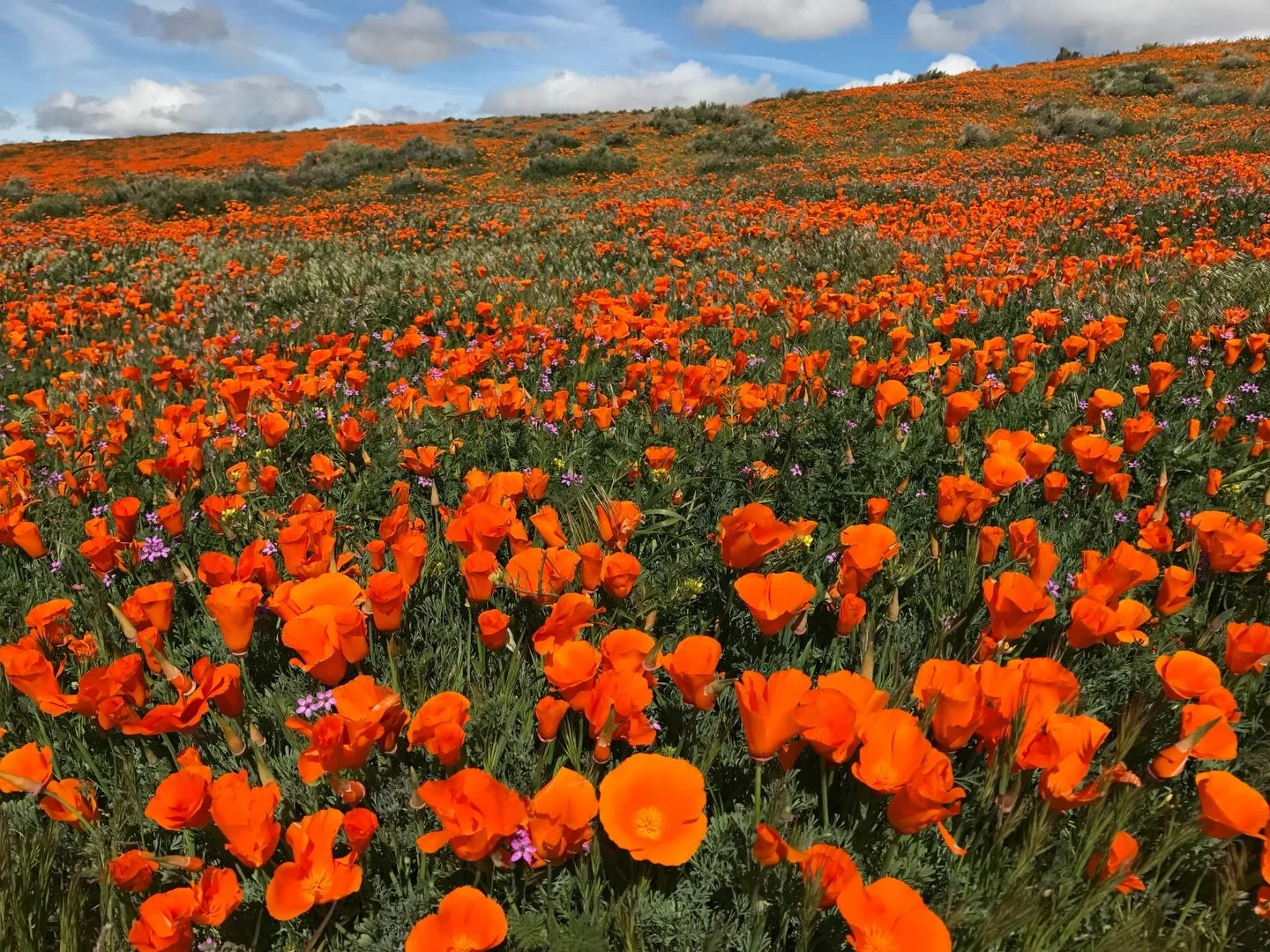 📍Antelope Valley, 2017

I still remember the first time I saw the Central Valley&hellip; I felt that I had come into my country. 

-Joan Didion