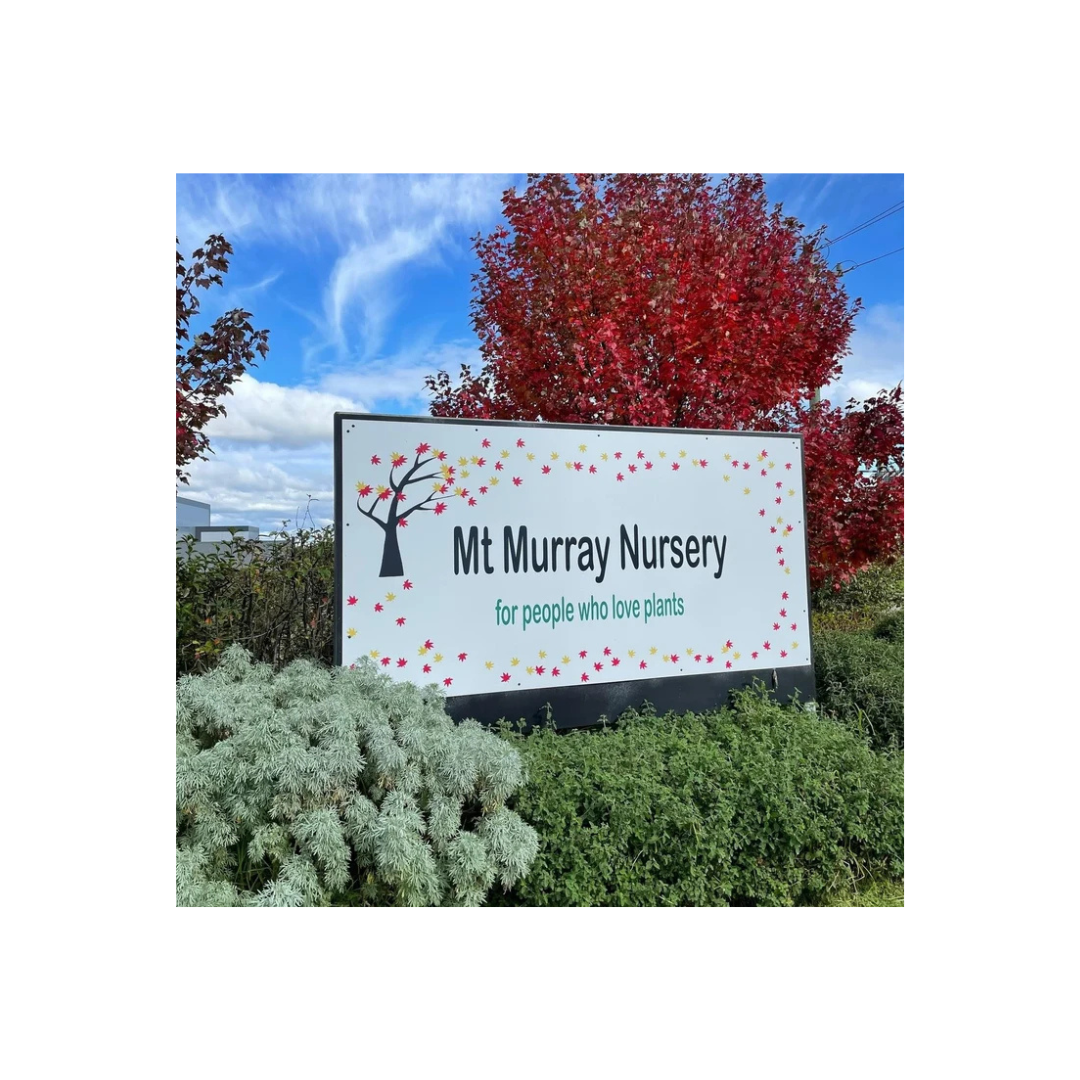 Mount Murray Nursery