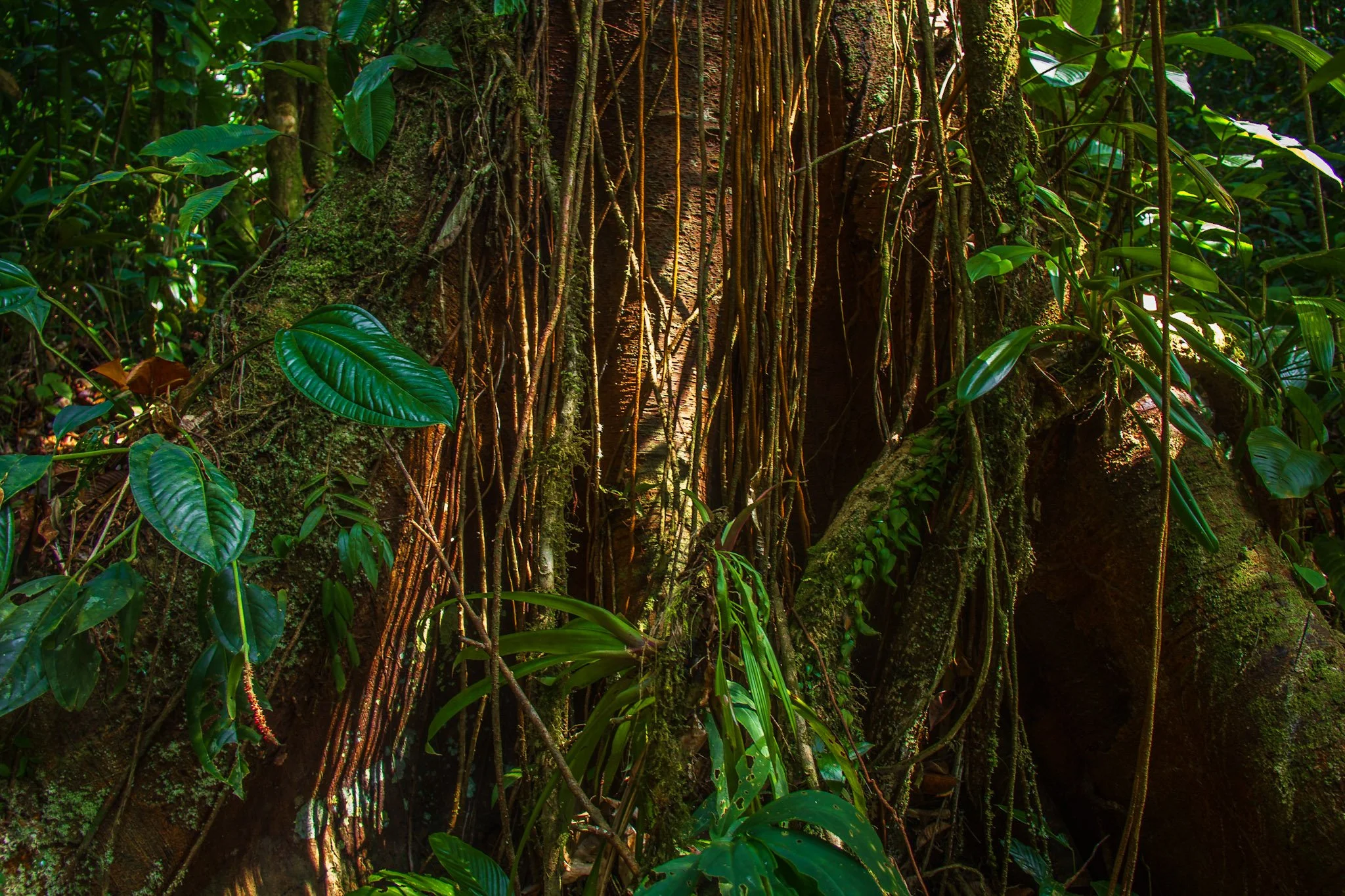 Disruption: Presencing Photography
