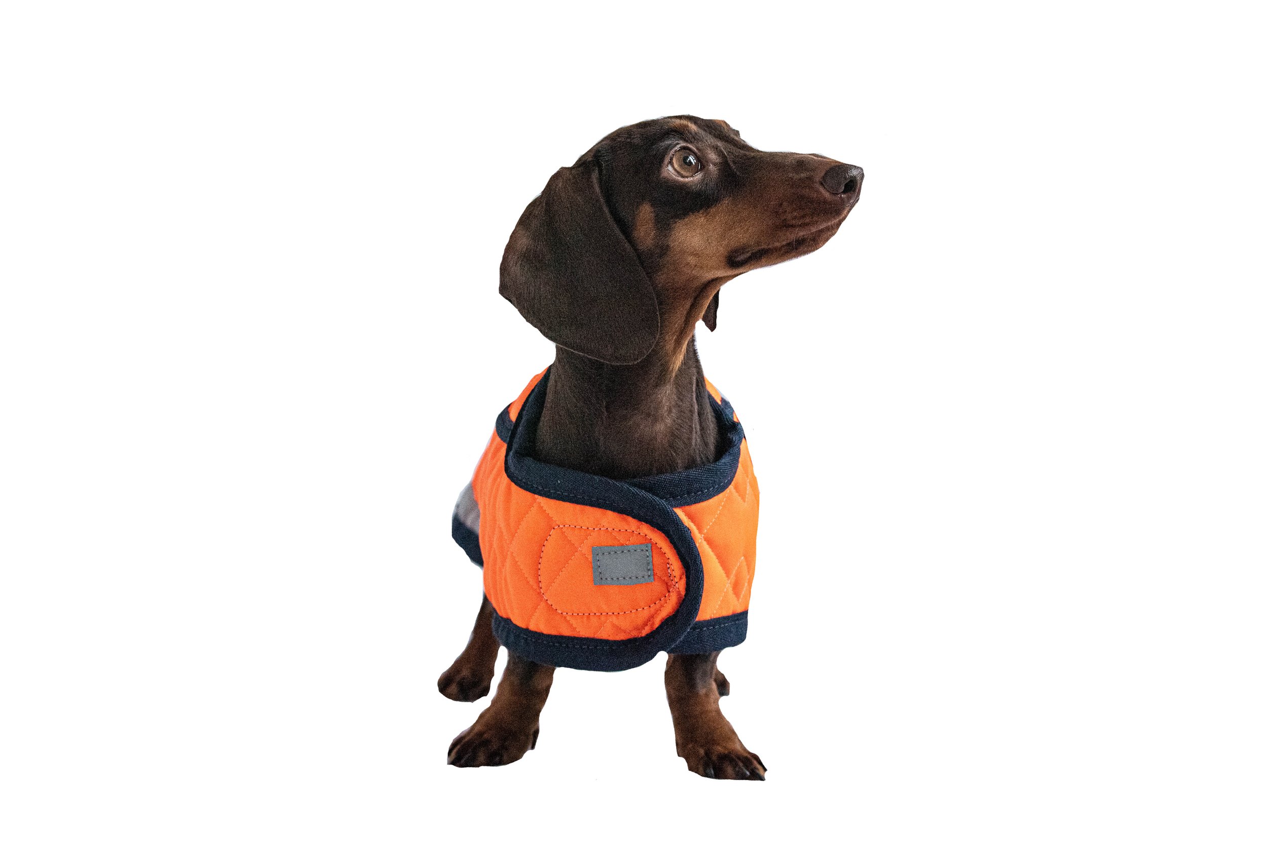 Small dog puffer coat in orange, suitable for miniature and standard Dachshunds.