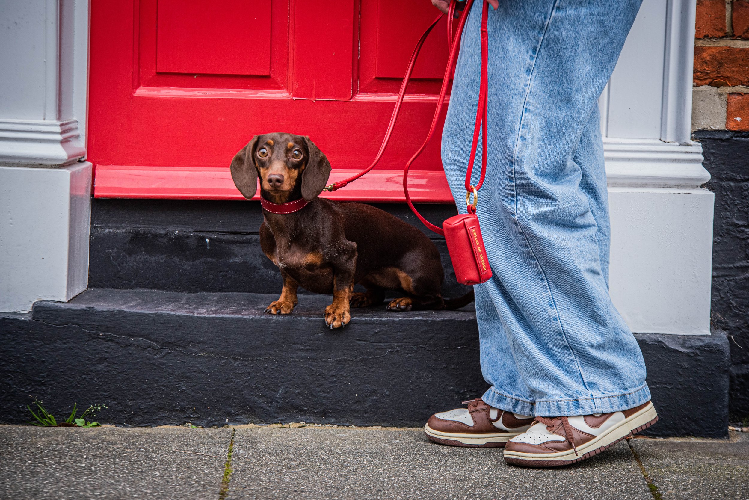 Dachshund wearing the apple red collar and lead set with matching poop bag holder.