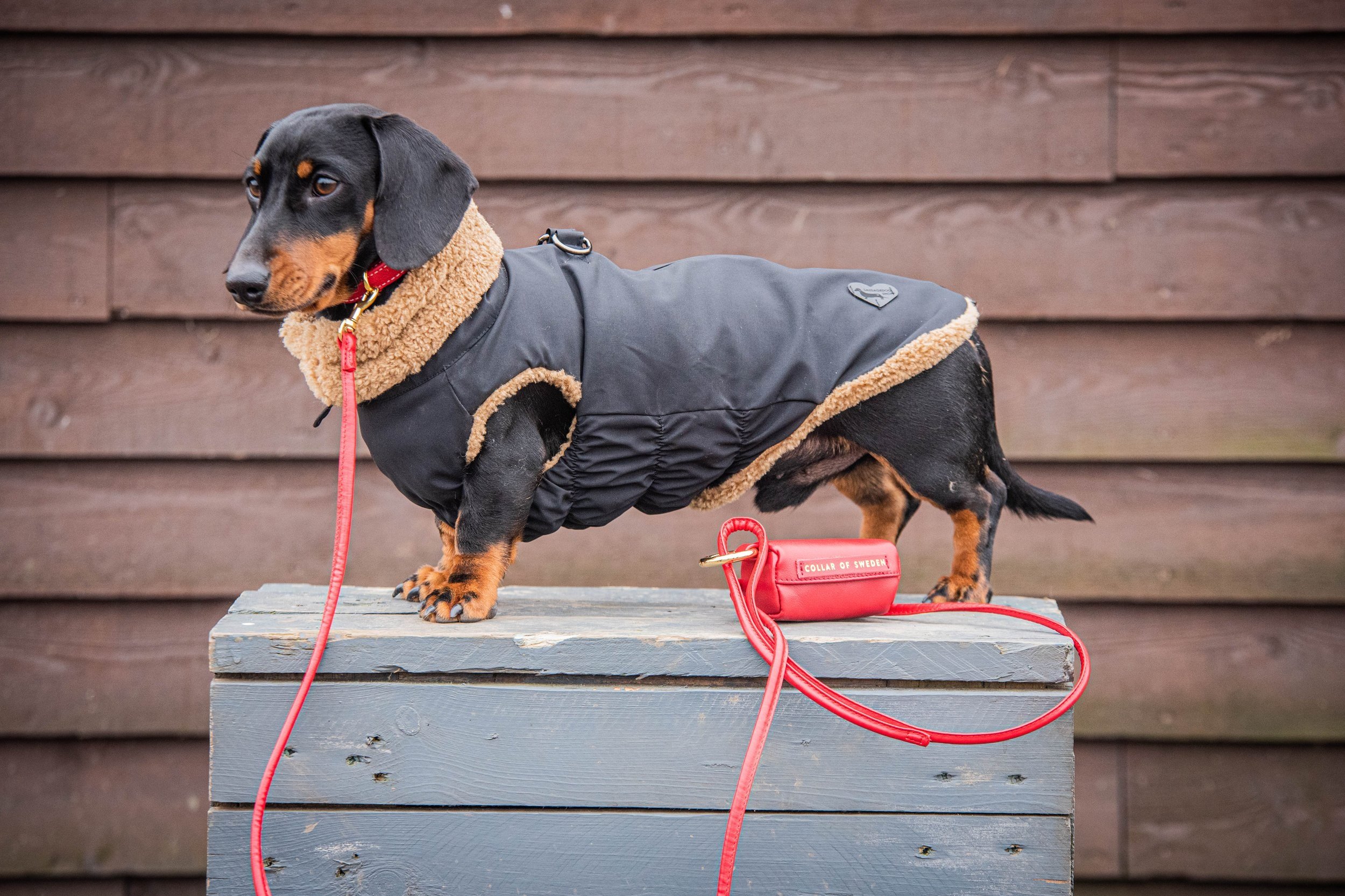 Sausage dog wearing apple red collar and lead set with poop bag holder. Wearing the Teddy Bear Coat.