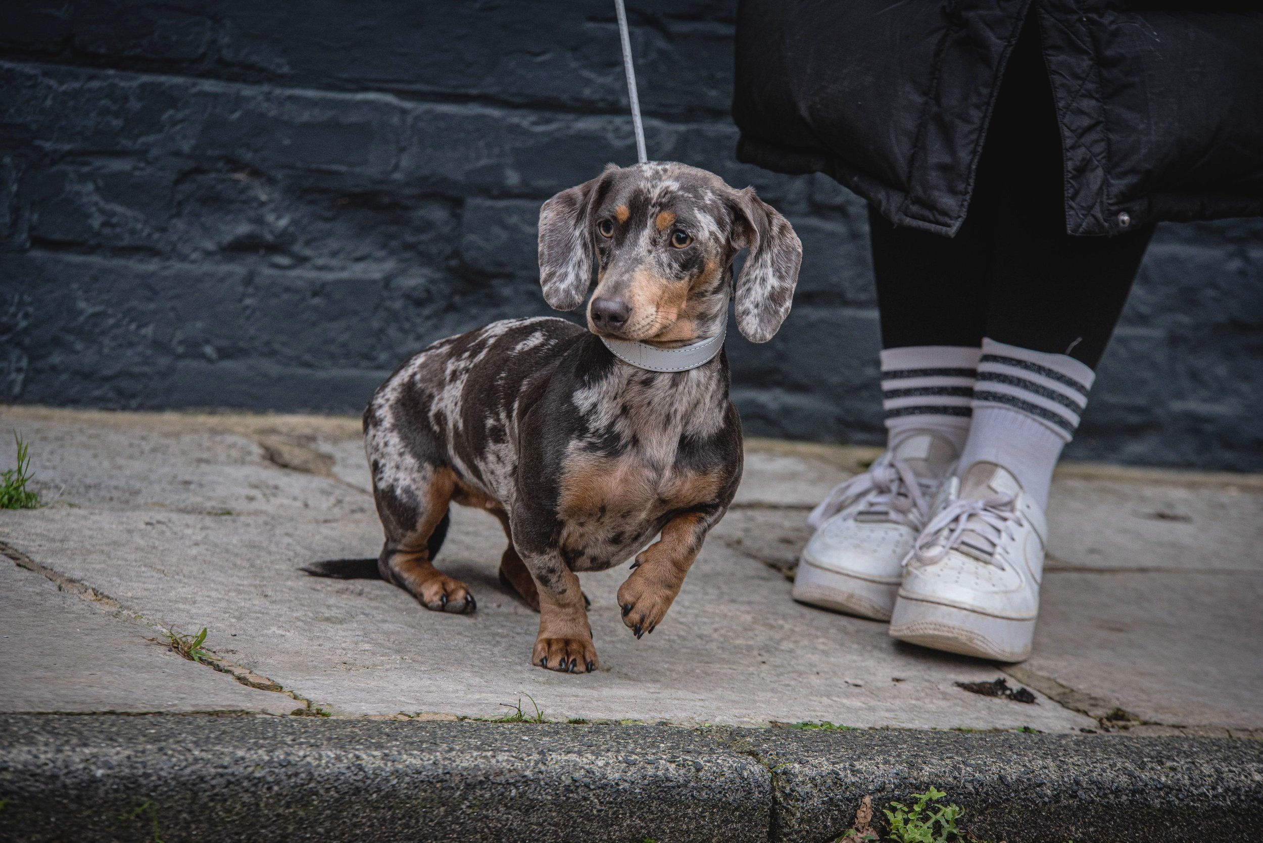 Sausage dog wearing the reflective grey collar and lead set with matching poop bag holder.