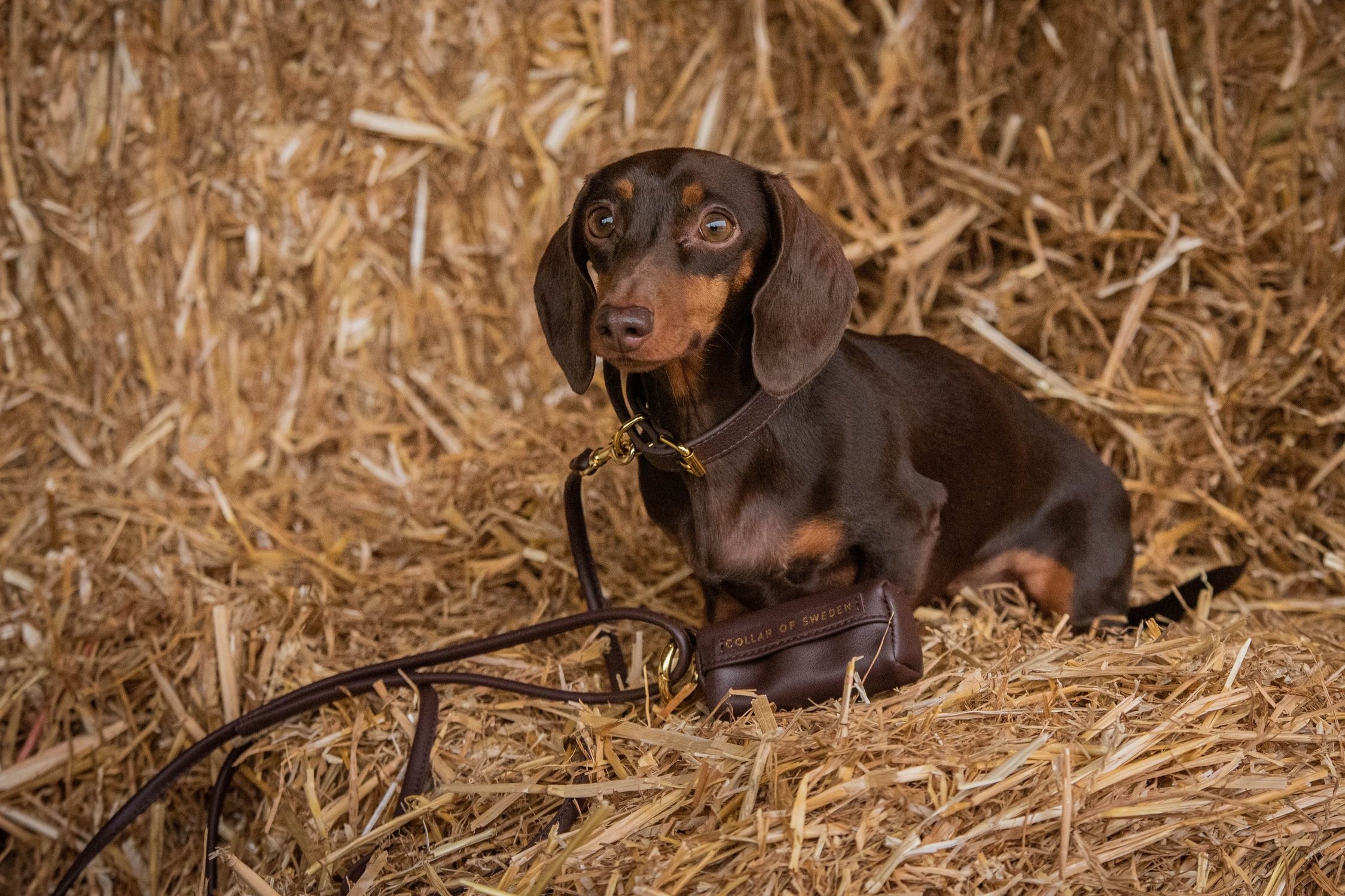 Dachshund+wearing+the+coffee+brown+collar+and+lead+set+with+poop+bag+holder+.jpg