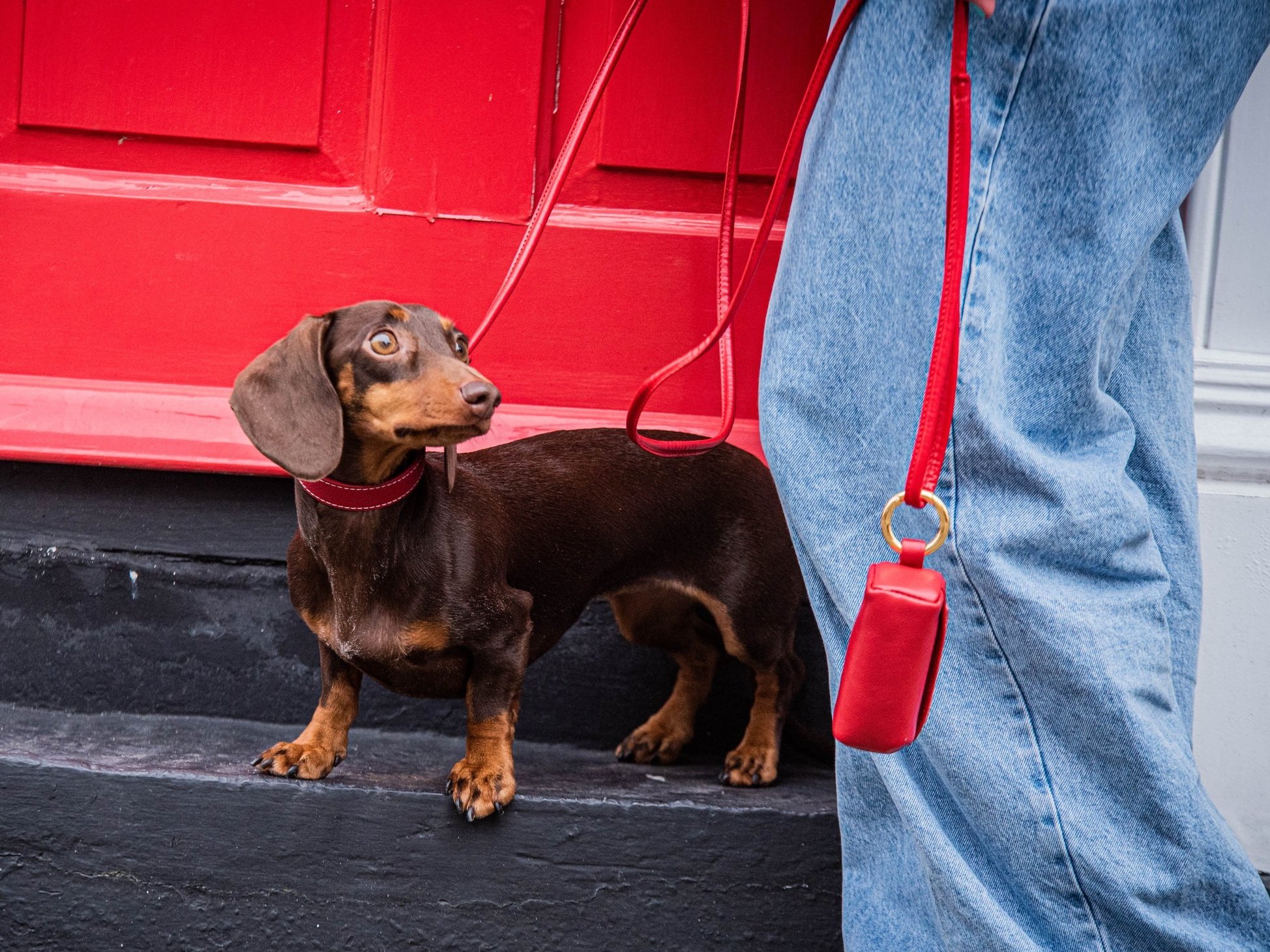Dachshund+wearing+apple+red+collar+and+lead+set+with+matching+poop+bag+holder+.jpg
