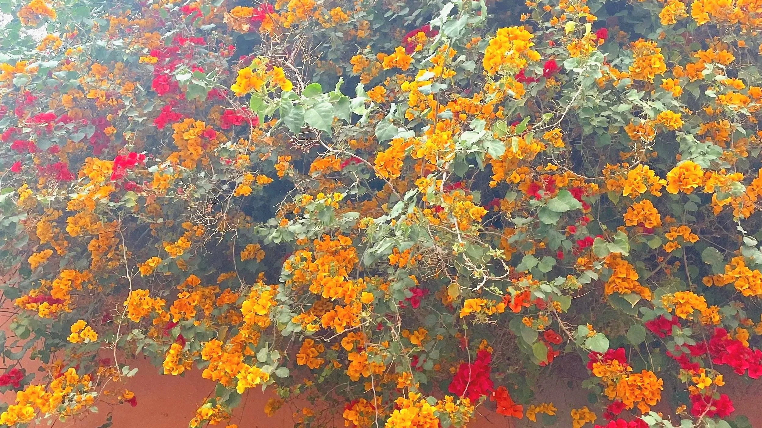A lush wall of bougainvillea flowers in vibrant shades of orange and red with green leaves.