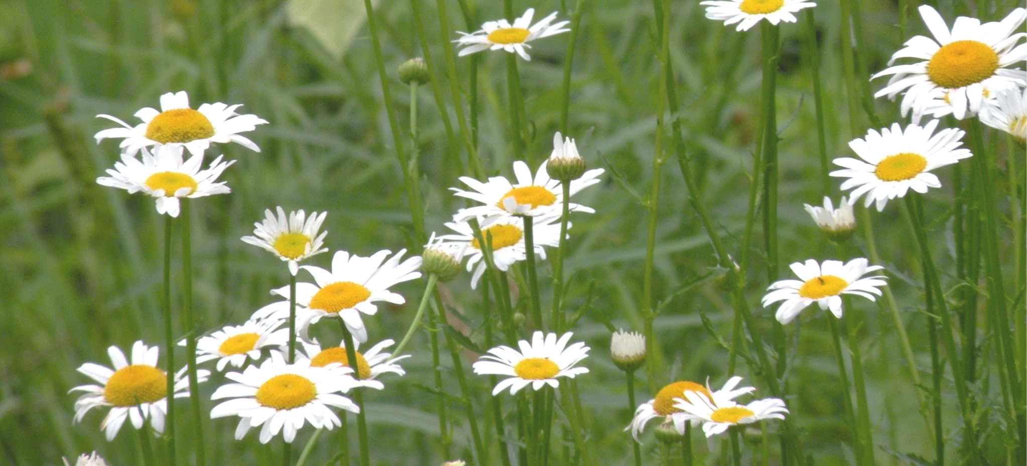 A field of blooming daisies with white petals and yellow centers amid green grass.