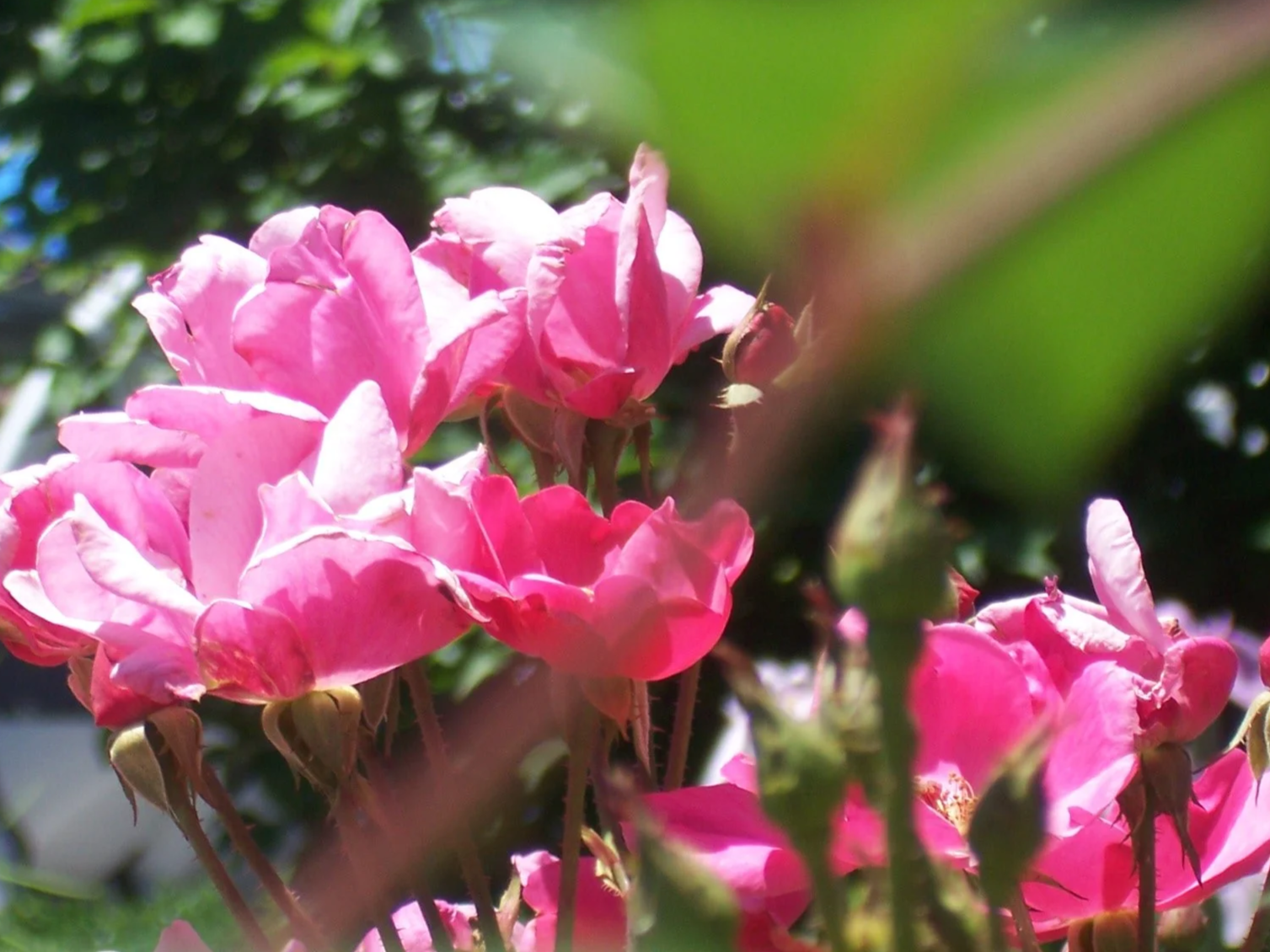 Close-up of pink roses blooming in a garden, with green leaves in the background.