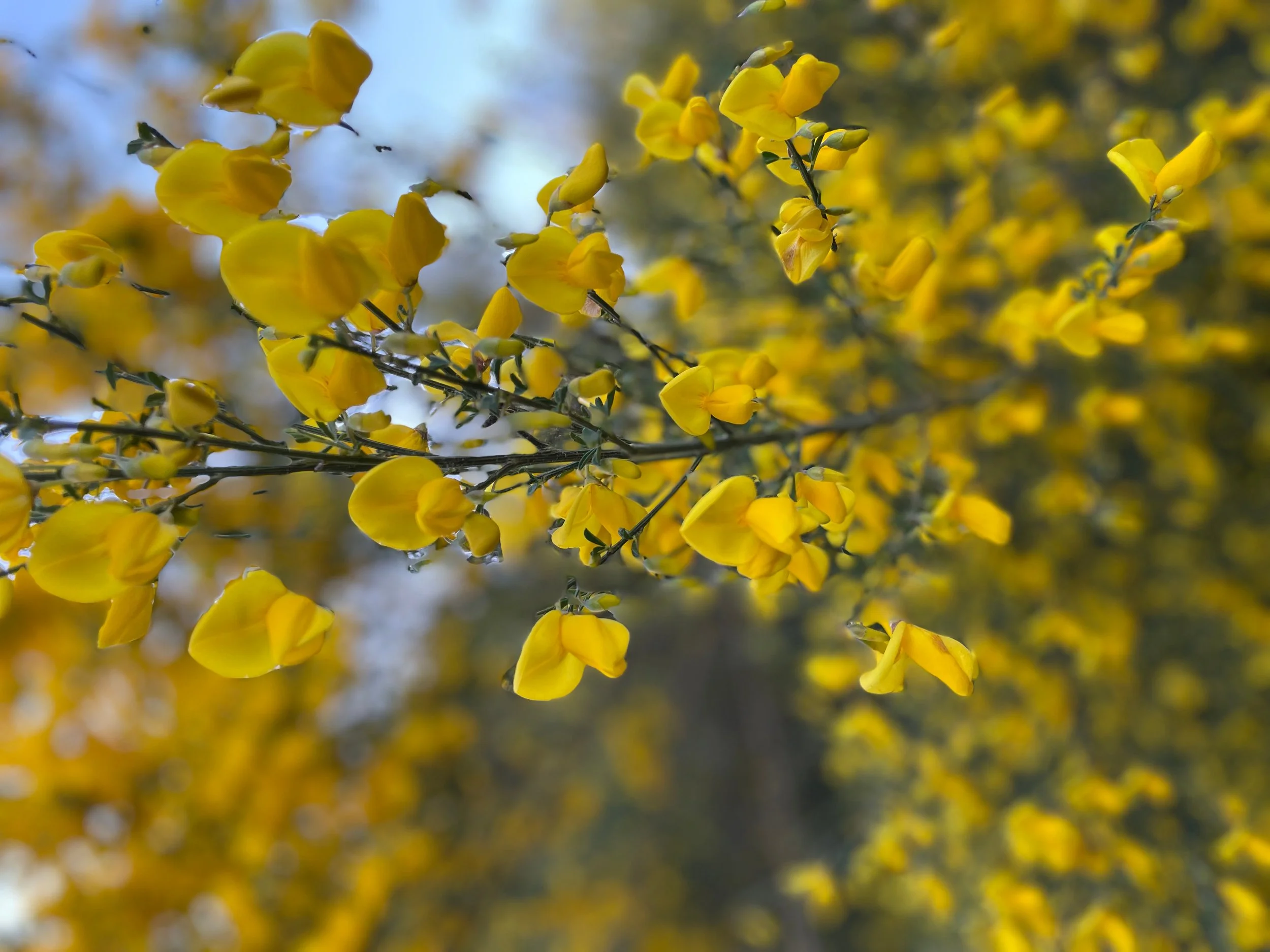 facial plastic & reconstructive surgery