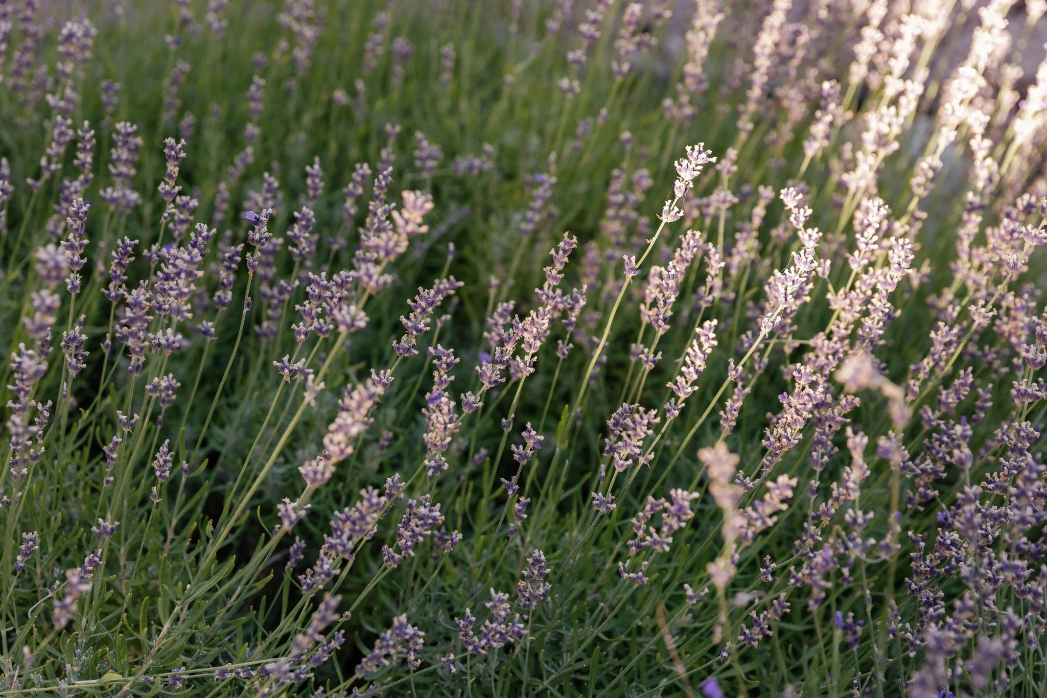 A close-up of lavender flowers blooming in a field with soft sunlight.