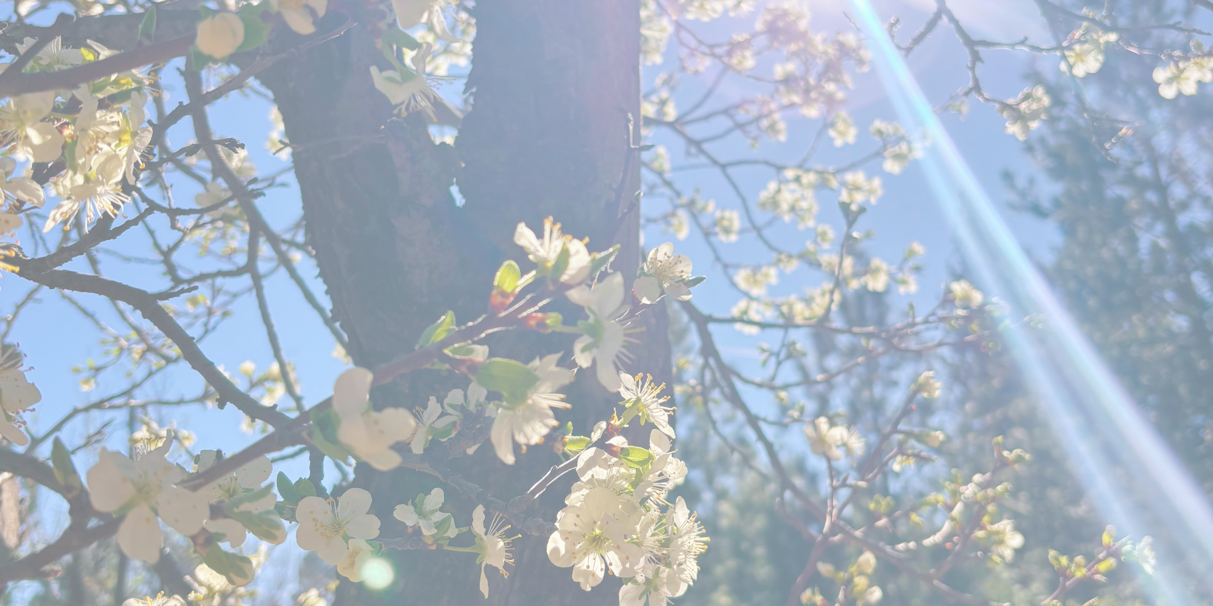 Apple Blossoms.png